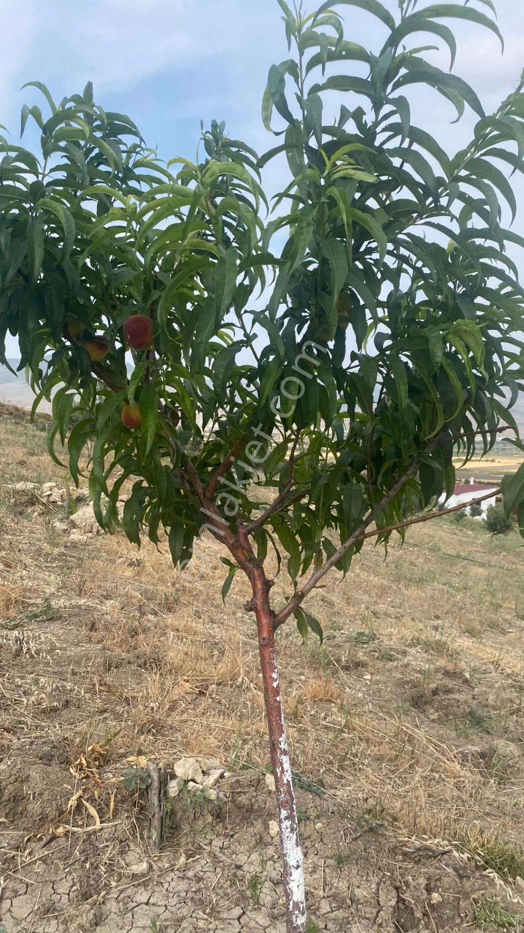 Doğal Yaşam İçin Zeytin Ve Meyva Ağaçlı Satılık Tarla - Görsel 6