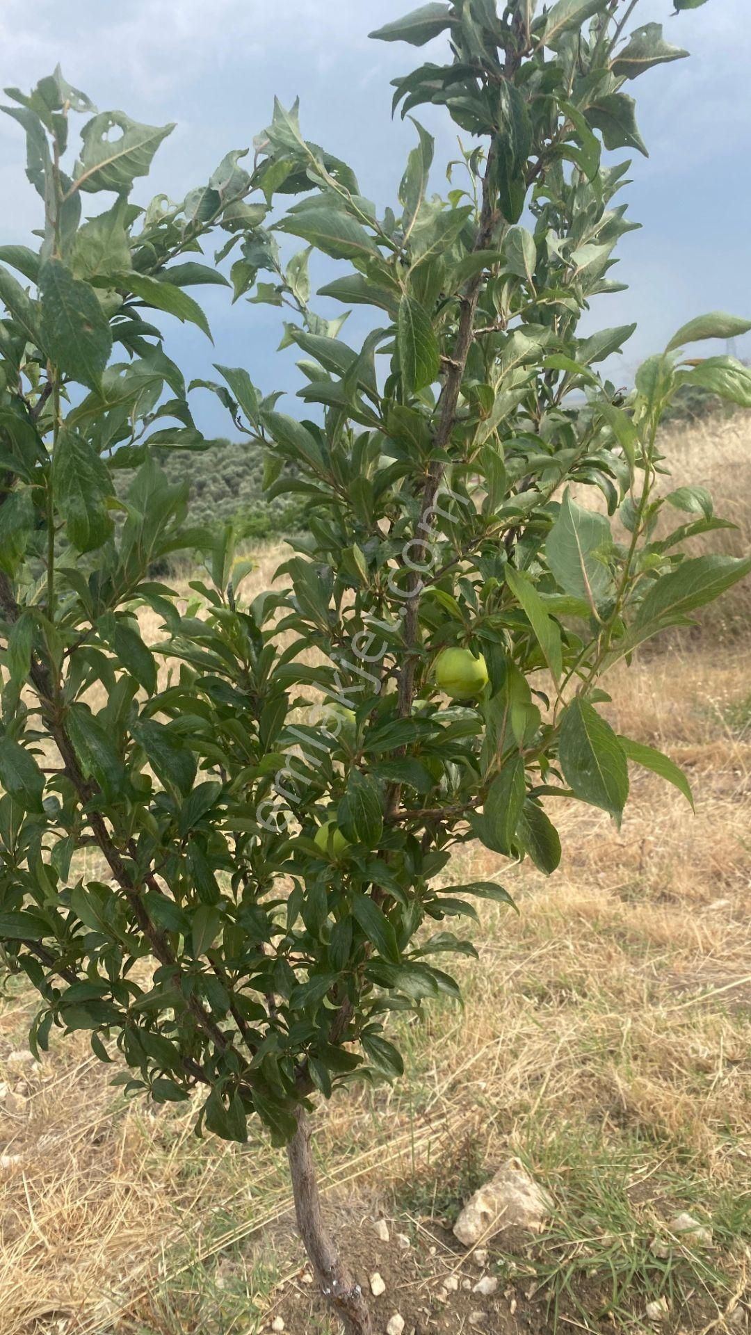 Doğal Yaşam İçin Zeytin Ve Meyva Ağaçlı Satılık Tarla - Görsel 8