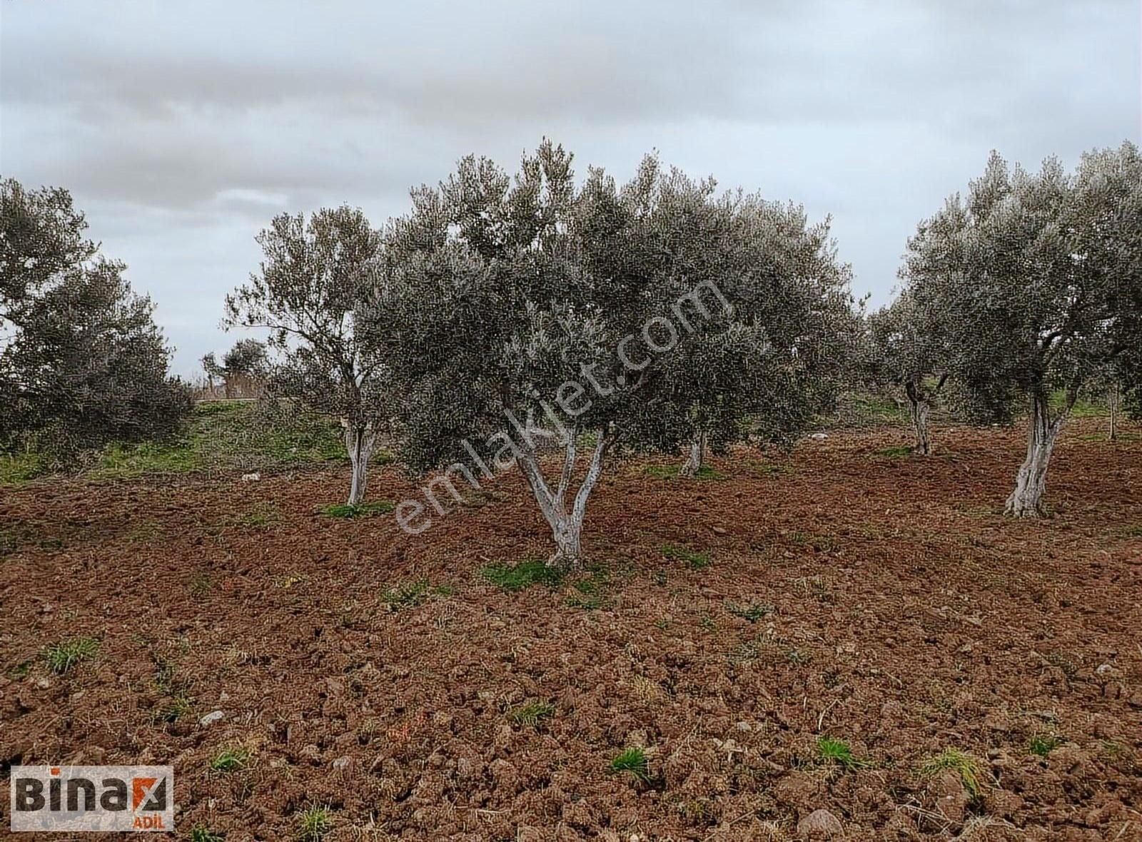 Bergama Bölçek Mahallesinde Saılık Zeytinlik