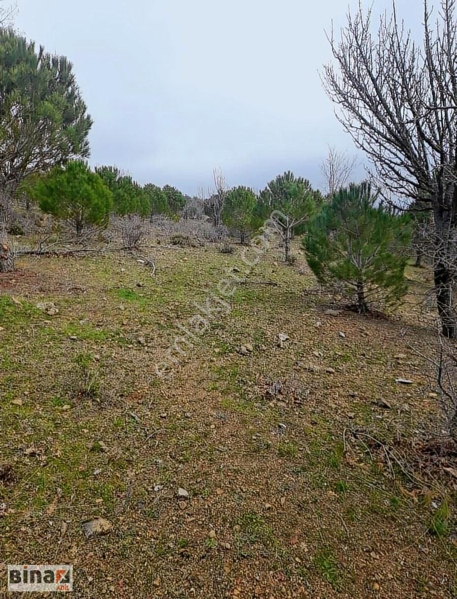 Bergama Dereköy Hacılar Satılık Bağ & Bahçe İzmir Bergama Hacılar Turanlı Köyünde Satılık Yatırımlık Çamlık