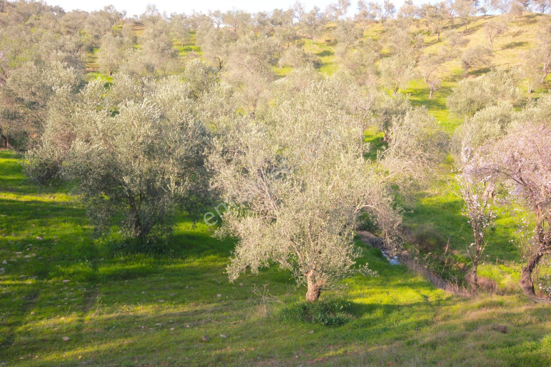Balıkesir Burhaniye Satılık Zeytinlik 🟠🟠 Aktif'ten Burhaniye Kırtık'ta Yatırmlığa Uygun 1230m2 Satılık Zeytinlik 🟠🟠