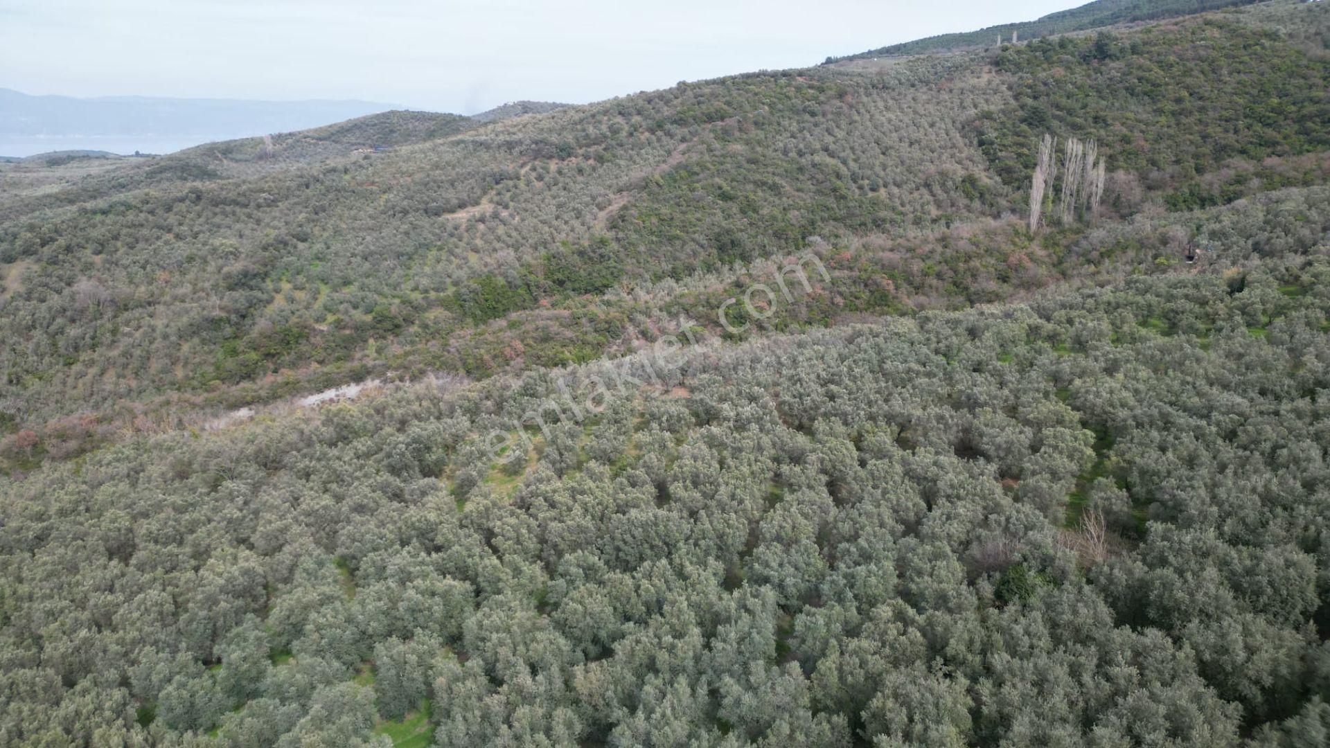 Çelik'ten Mudanya Trilye'de Satılık Doğa Manzaralı 6+3 Villa - Görsel 18