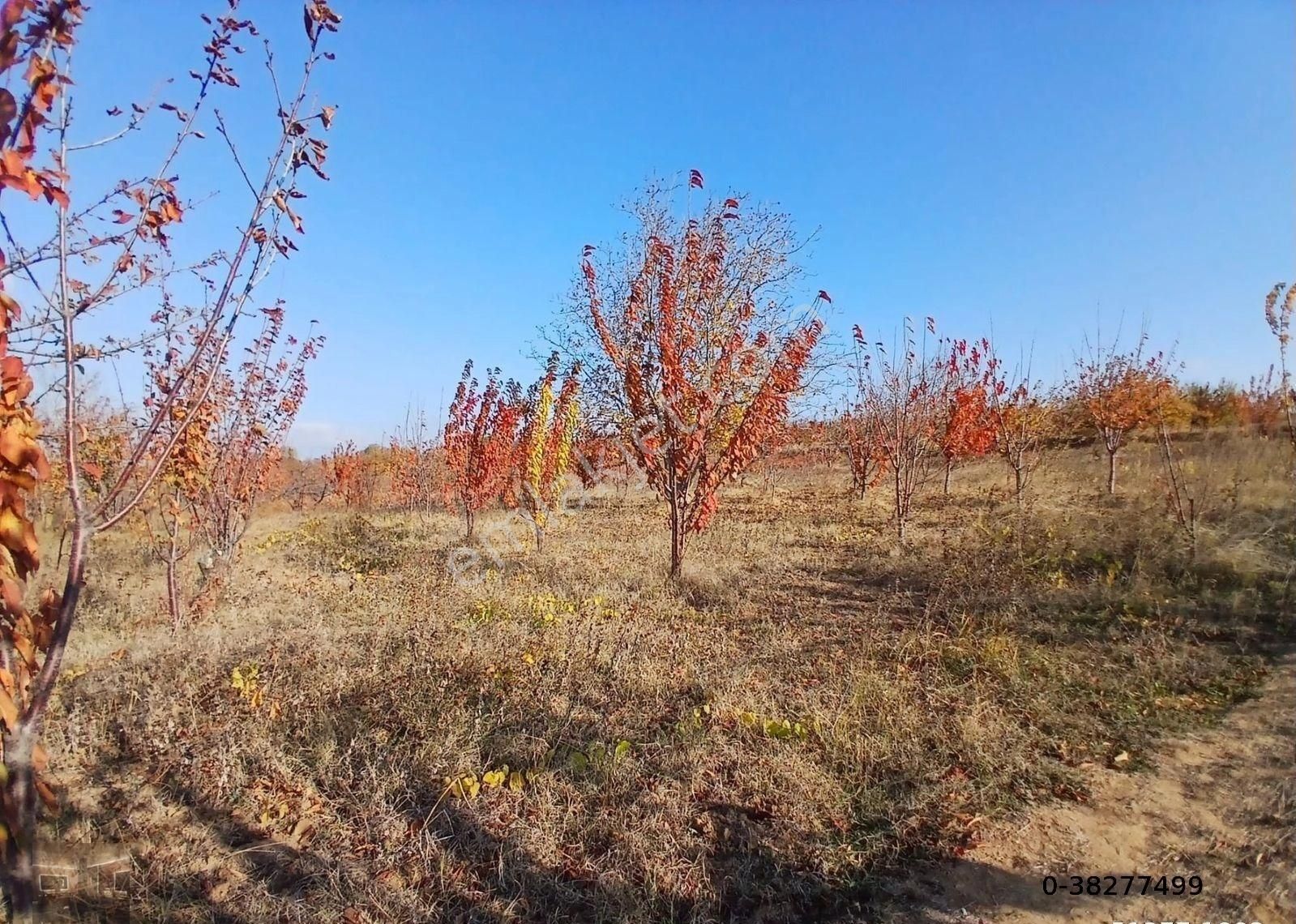 Şarköy Çınarlı Satılık Bağ & Bahçe Cınarlı Mh Yatırımlık 2700m2 Kiraz Bahcesi