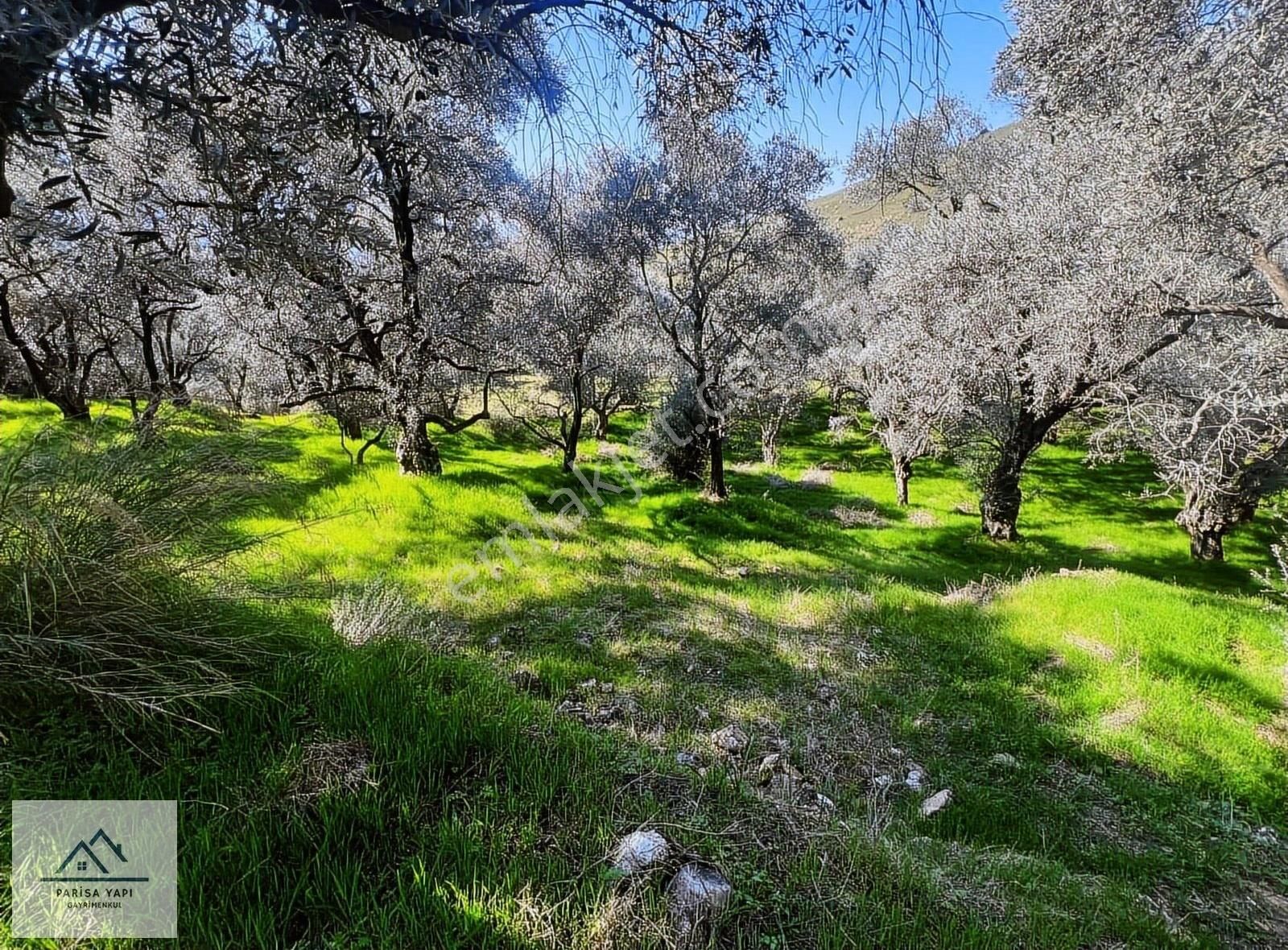 Tire Kireli Satılık Tarla Tire Kireli Mahallesine Yakın Yola Cepheli Zeytin Bahçesi