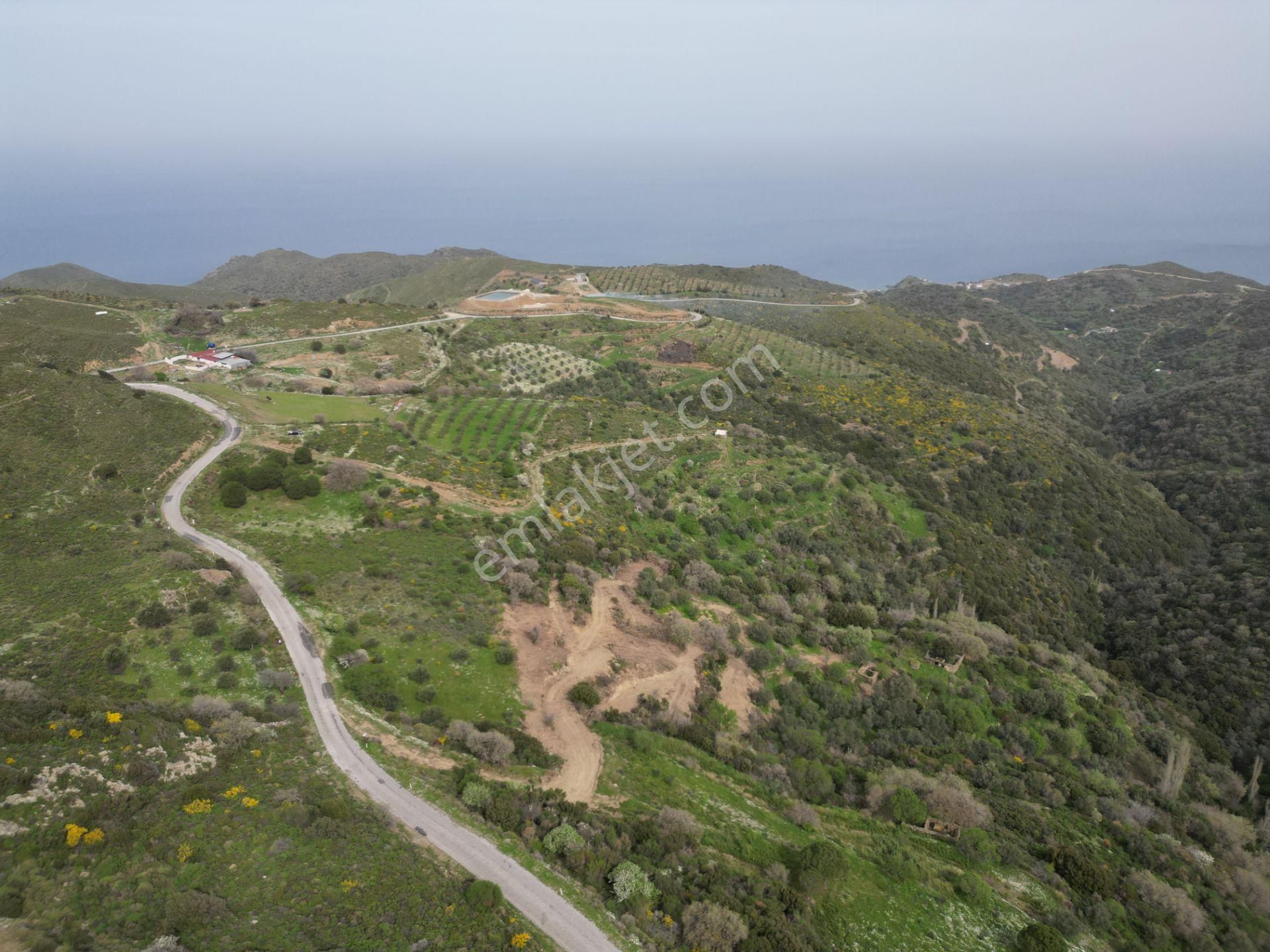 Karaburun Sarpıncık Satılık Bağ & Bahçe Karaburun Sarpıncık Ta 8719 M2 Panoramik Manzaralı Satılık Arsa