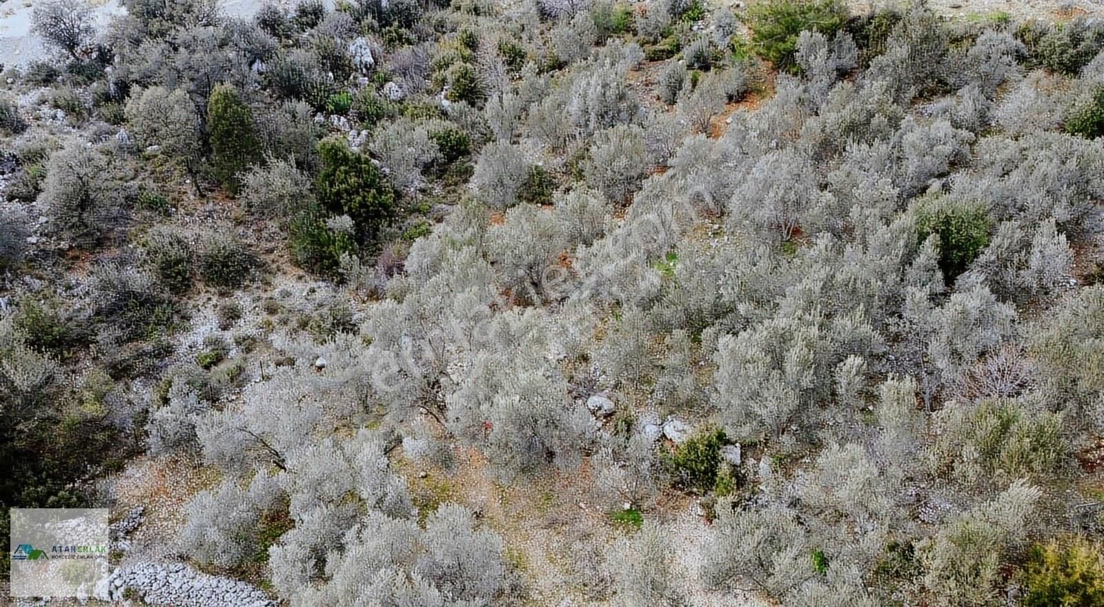 Fethiye Gökçeovacık Satılık Tarla Atam Emlaktan Göcek Gökçeovacık Satılık 1054 M2 Müstakil Parsel