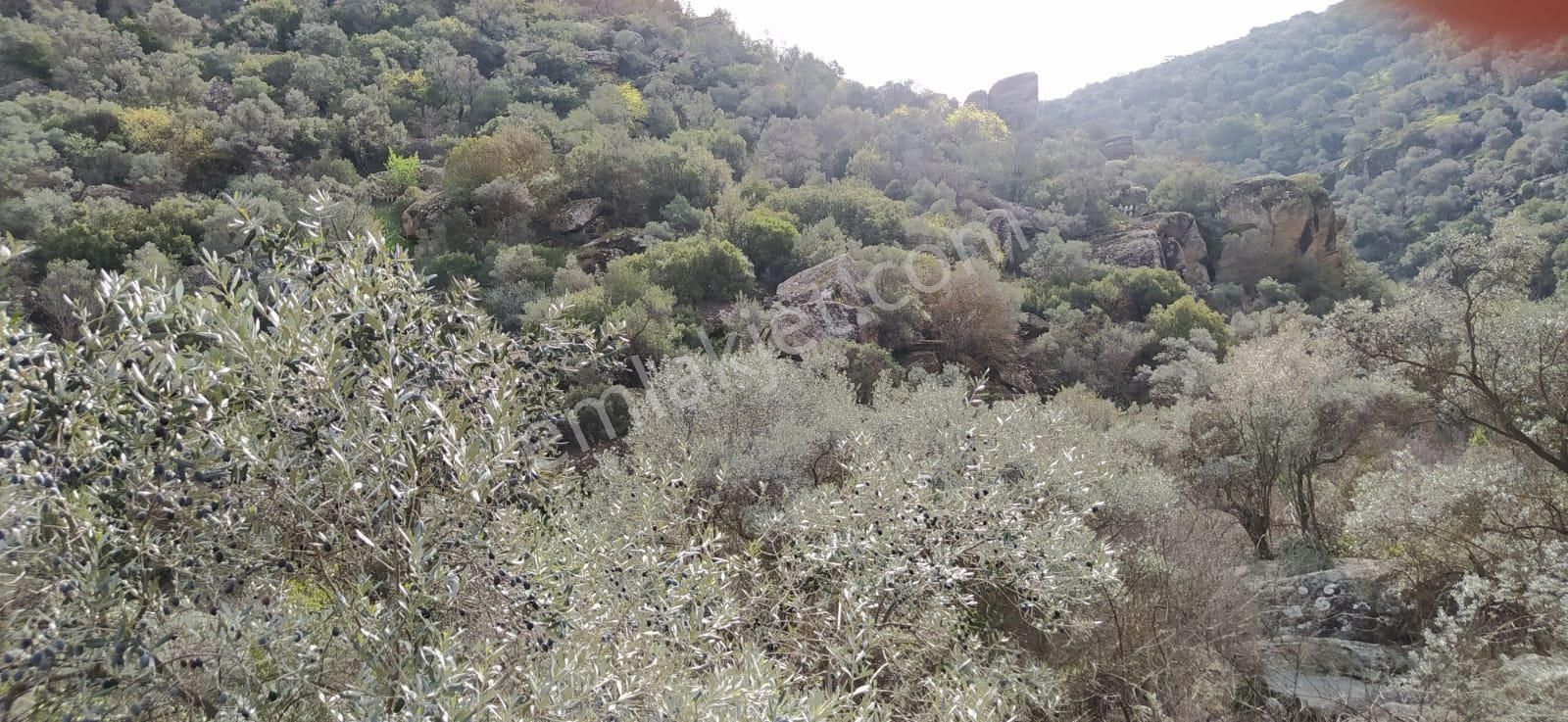 Söke Bağarası Köylerinden Satılık Zeytinlik - Görsel 9