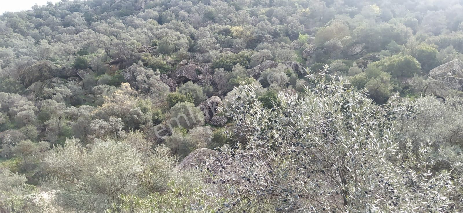 Söke Bağarası Köylerinden Satılık Zeytinlik - Görsel 3