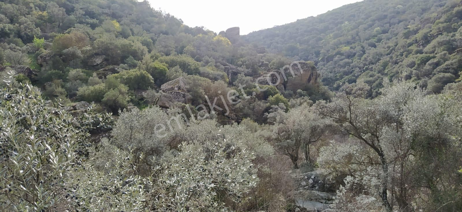 Söke Bağarası Köylerinden Satılık Zeytinlik - Görsel 5