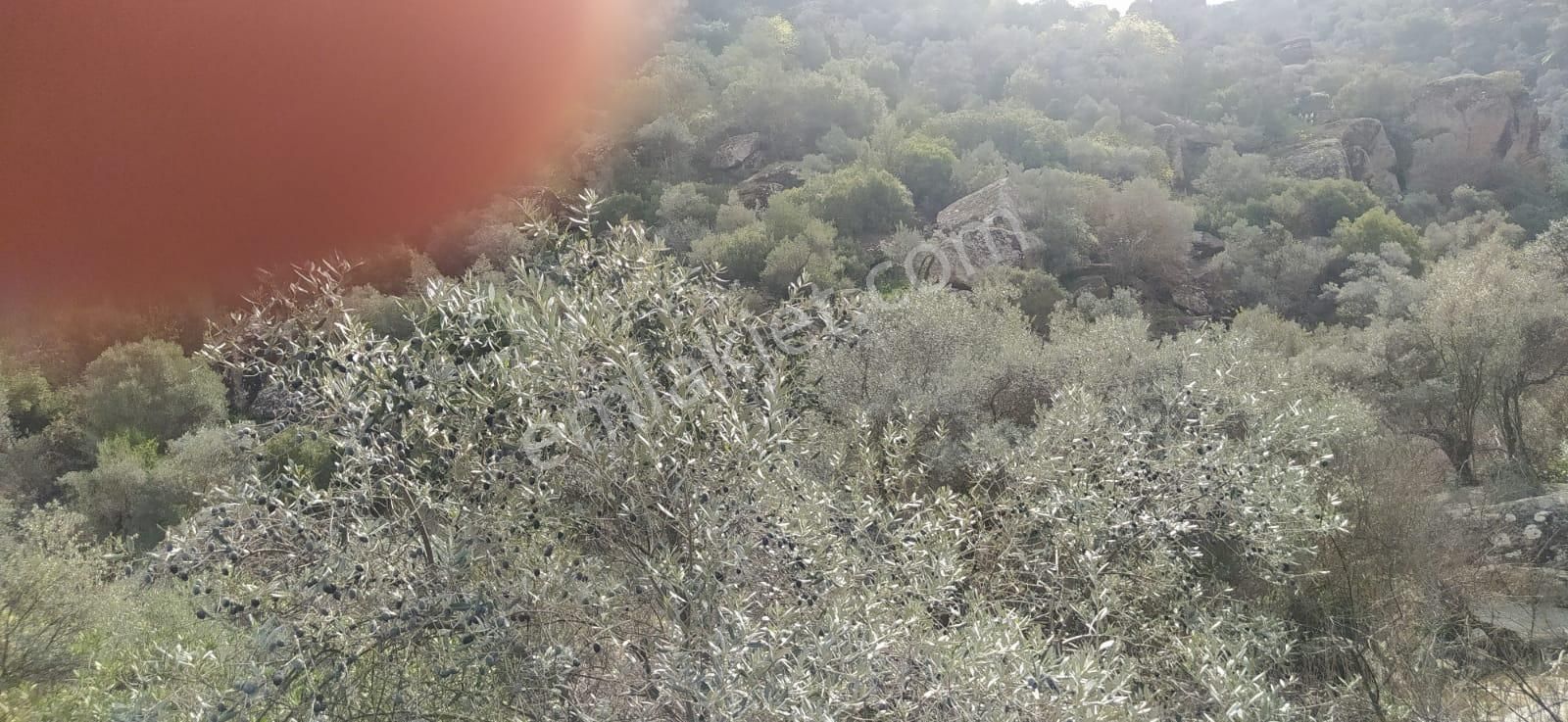 Söke Bağarası Köylerinden Satılık Zeytinlik - Görsel 7