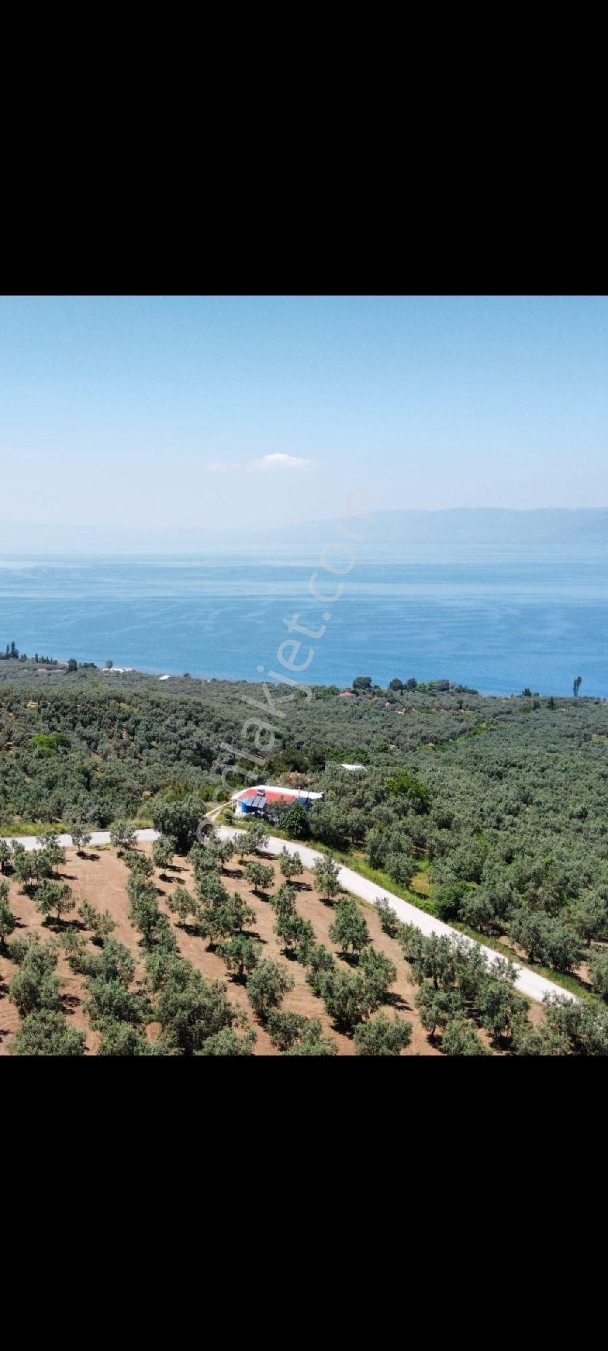 Bursa İznik Göllüce Mah Satlıklık Zeytinlik - Görsel 10