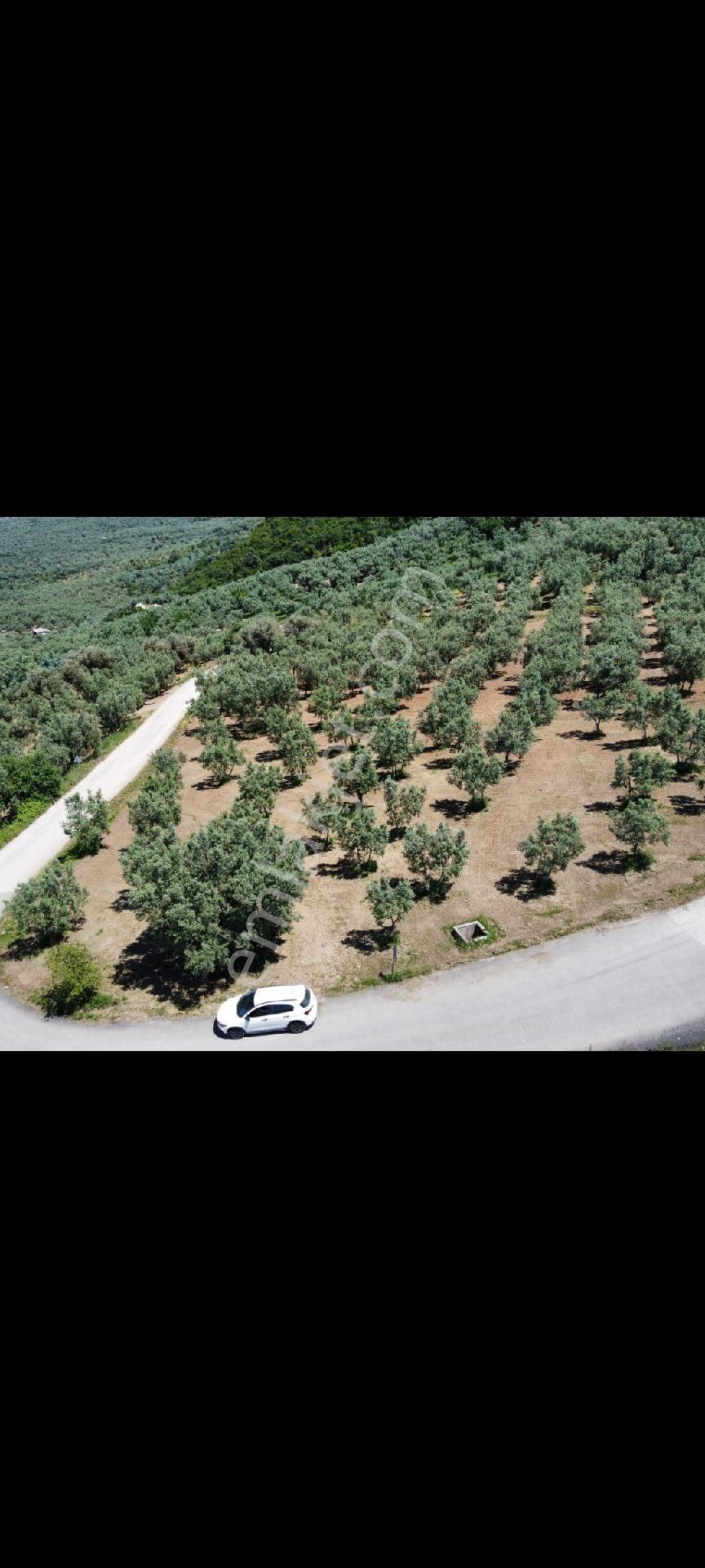 Bursa İznik Göllüce Mah Satlıklık Zeytinlik - Görsel 9
