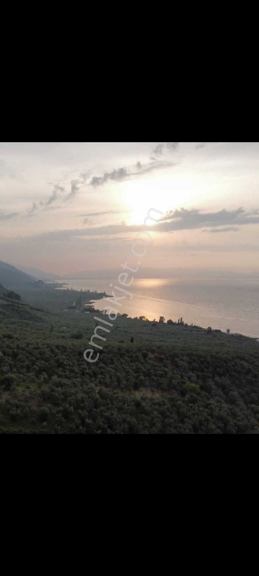 Bursa İznik Göllüce Mah Satlıklık Zeytinlik - Görsel 2