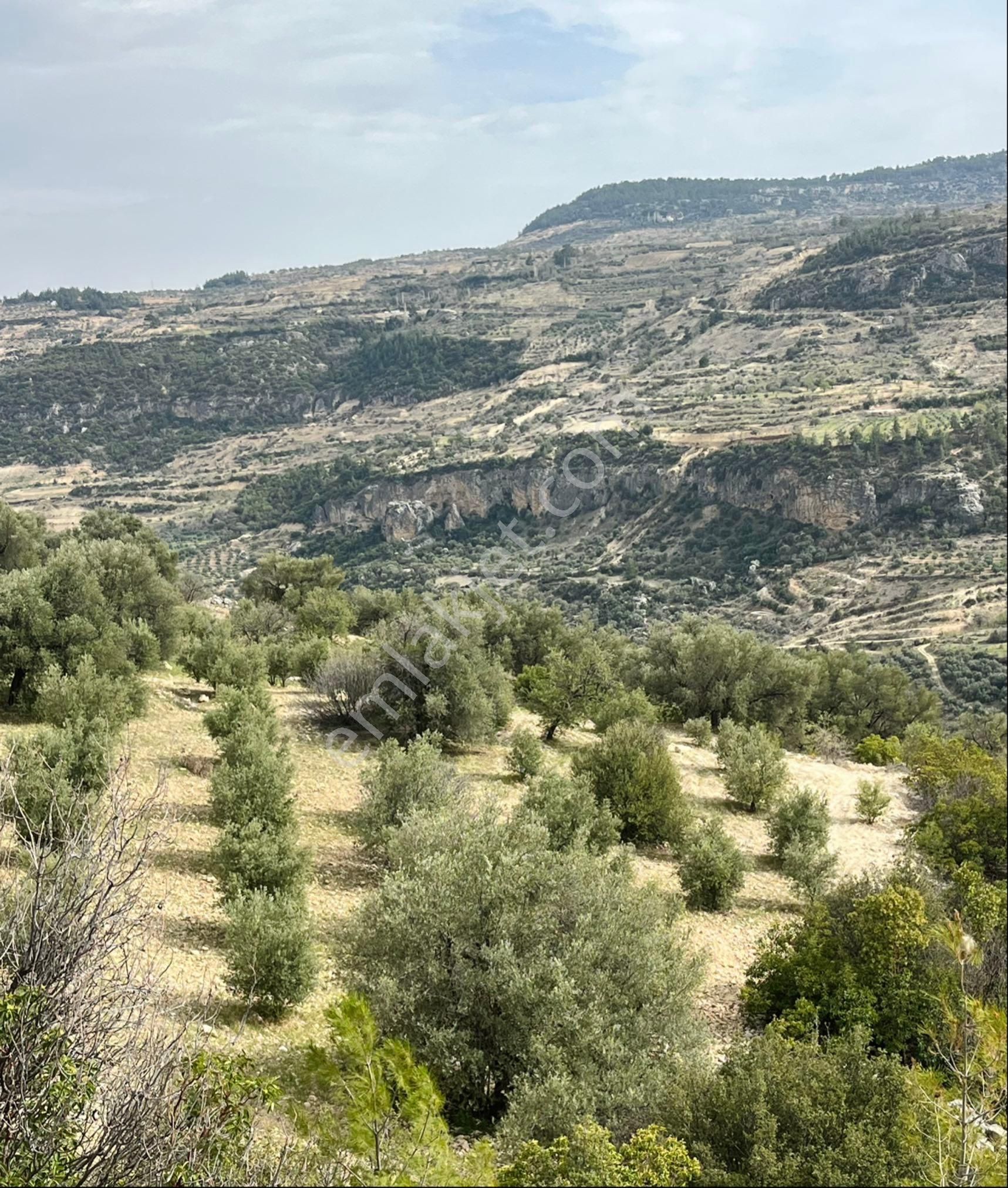 Silifke Nuru Satılık Bağ & Bahçe Türe Gayrimenkulden Silifke Nuru Mahallesinde Satılık Zeytin Bahçesi