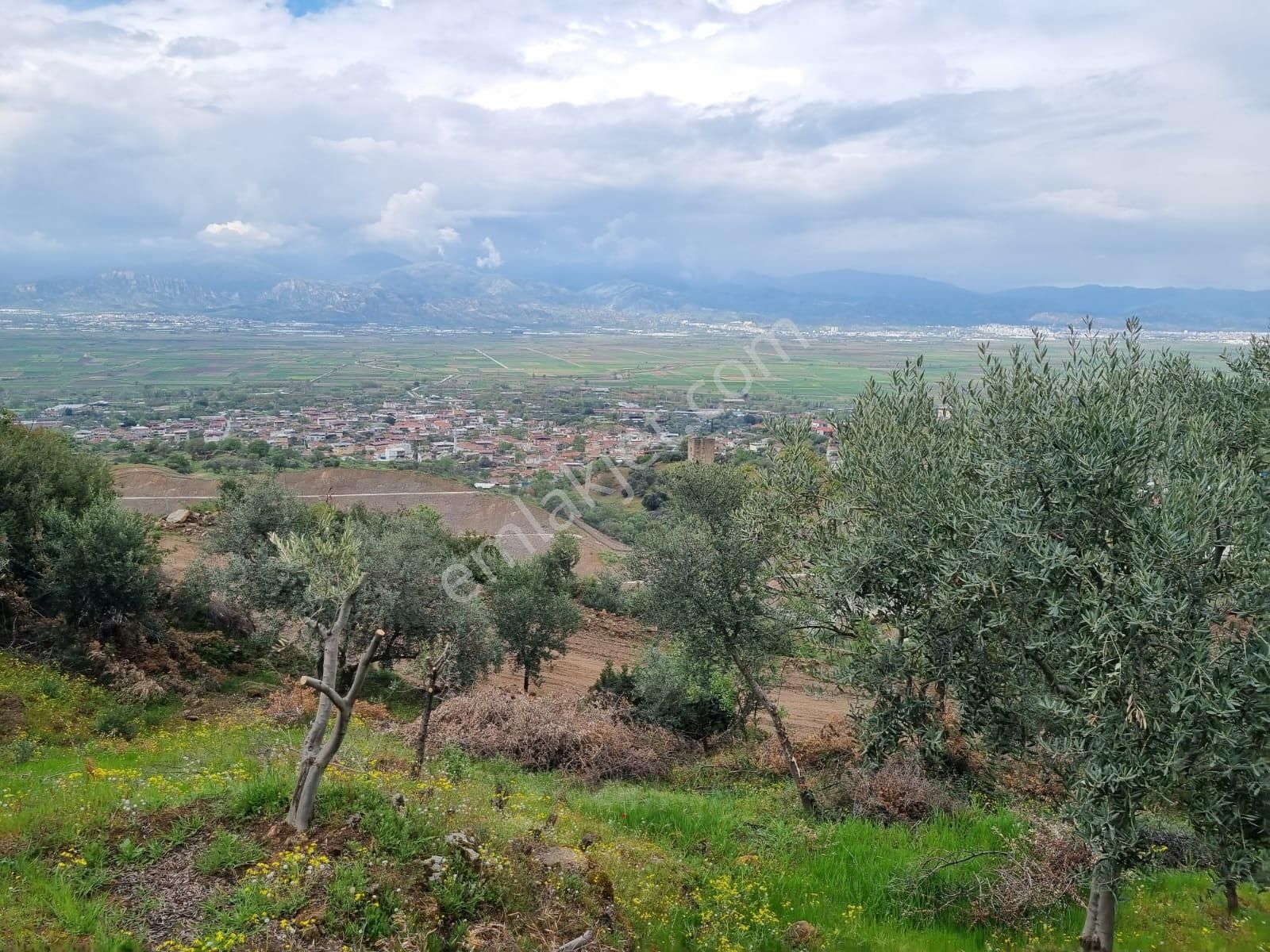 Aydın Nazilli Yöntem Emlaktan Yenipazar Donduran Mahallesine Yakın Satılık Zeytinlik - Görsel 12