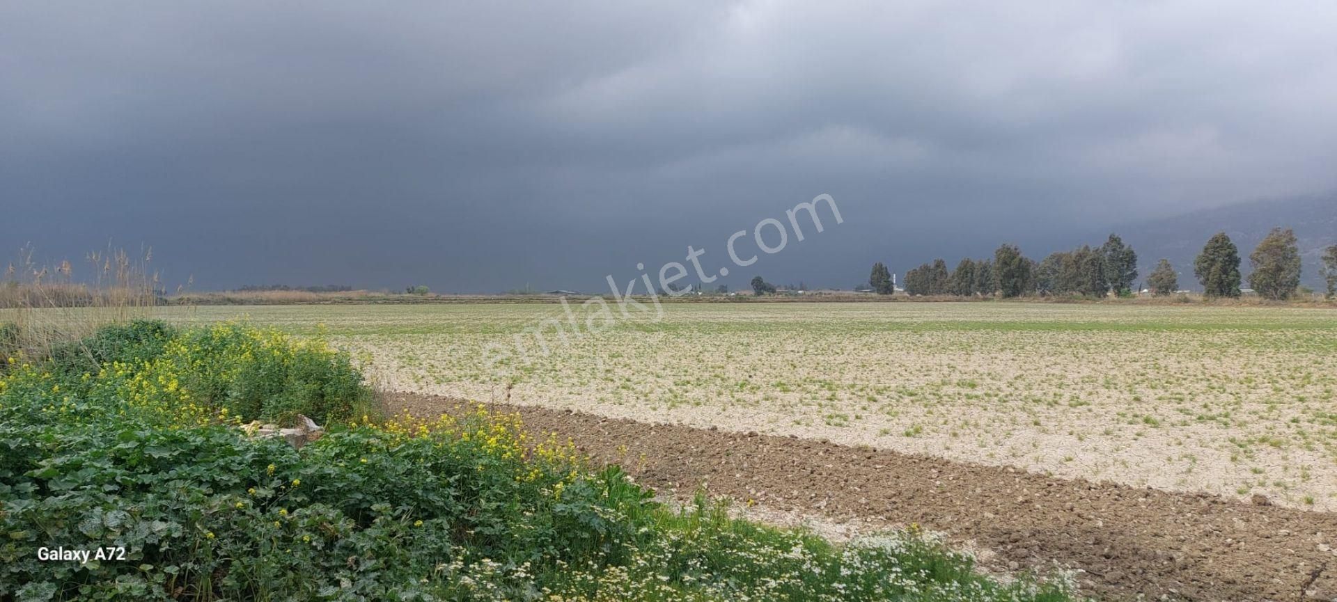 Söke Gölbent Satılık 6,7 Dönüm Tarla - Görsel 3