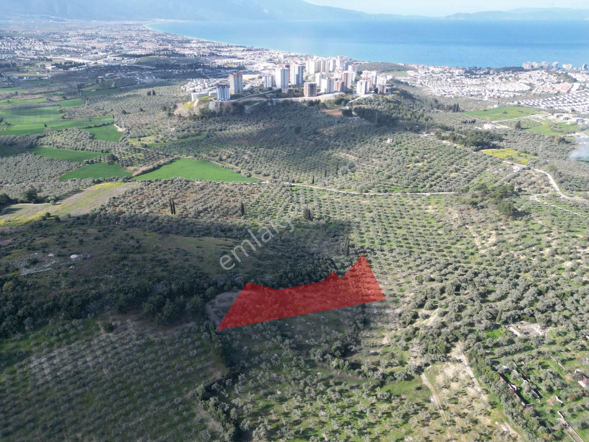 Müstakil Tapulu 4.112 M2 Satılık Zeytinlik - Görsel 3