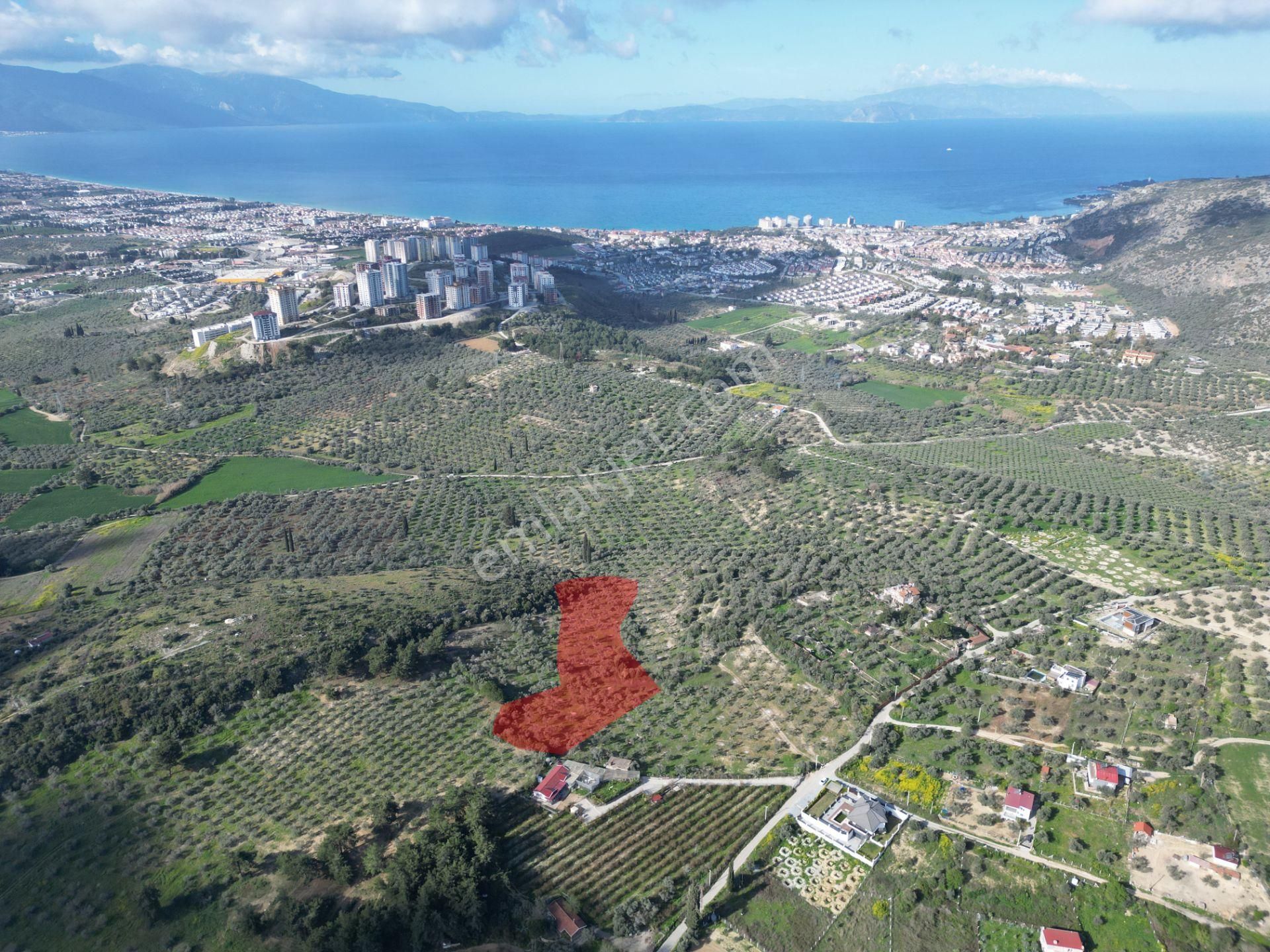 Müstakil Tapulu 4.112 M2 Satılık Zeytinlik - Görsel 4