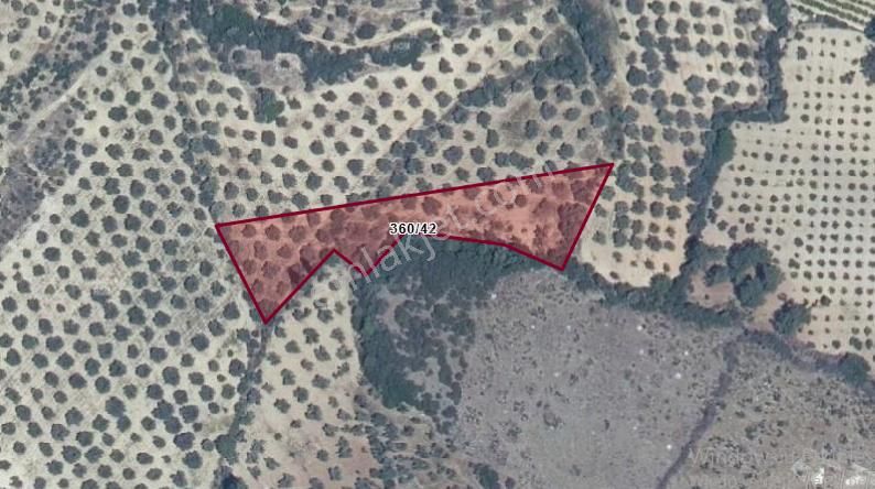 Müstakil Tapulu 4.112 M2 Satılık Zeytinlik - Görsel 2