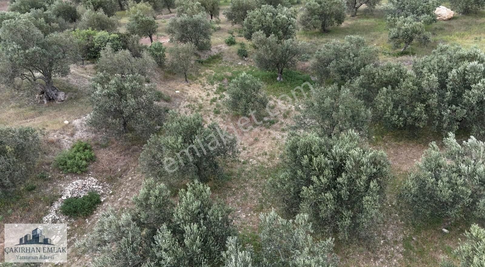 Aliağa Şakran Ilıca Mevki Satılık Uygun Fiyatlı Zeytinlik - Görsel 4