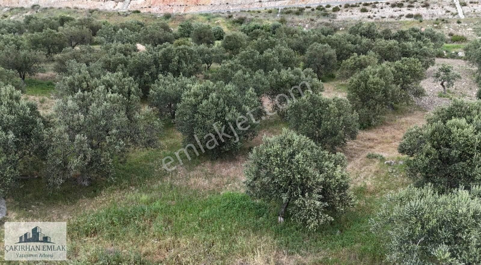 Aliağa Şakran Ilıca Mevki Satılık Uygun Fiyatlı Zeytinlik - Görsel 10