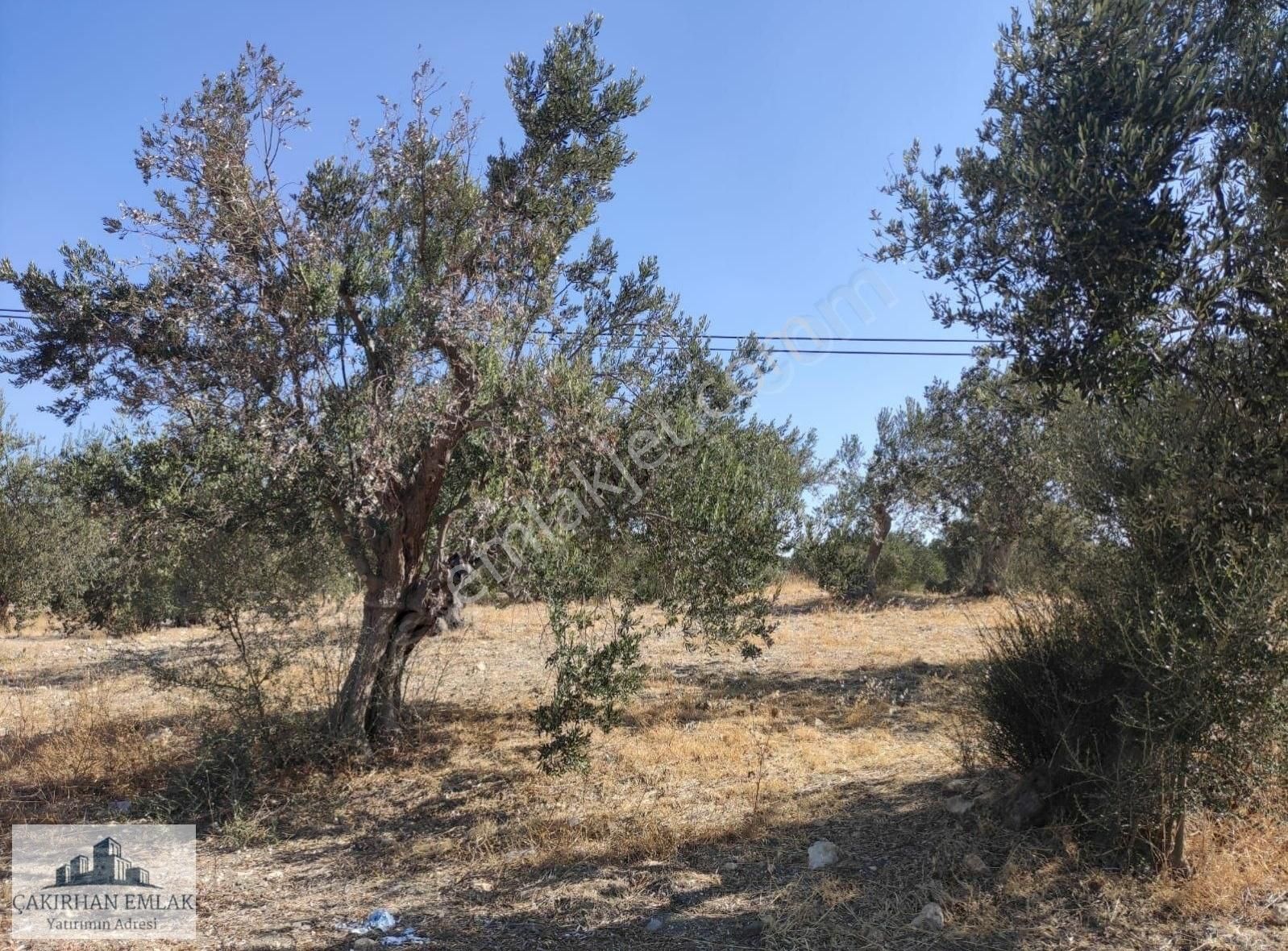Çanakkale Asfaltına Sıfır Deniz Manzaralı Satılık Zeytinlik - Görsel 7