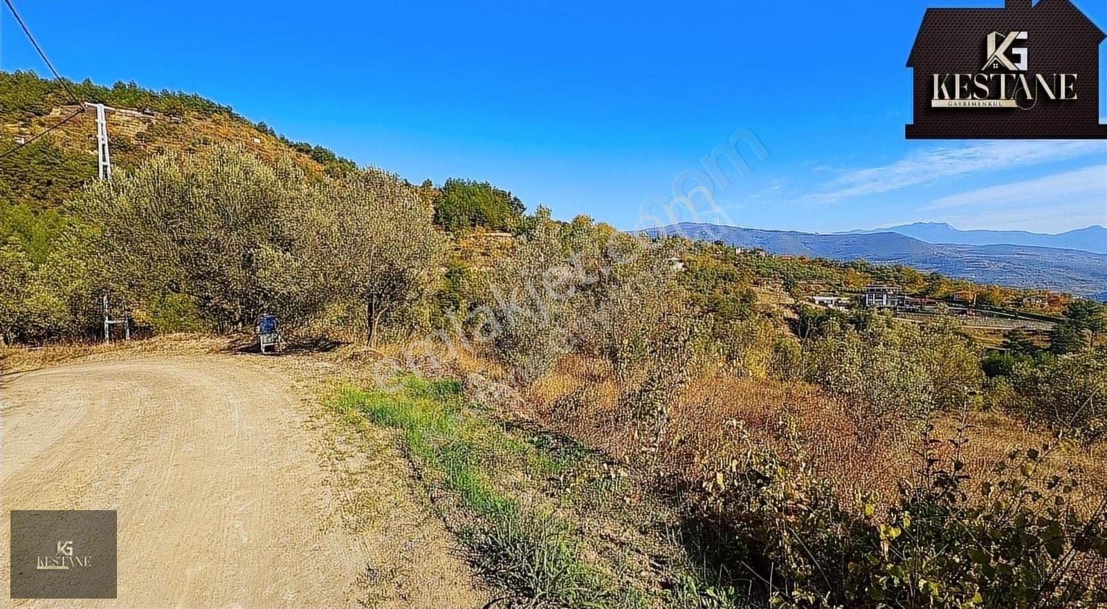 Geyve Köprübaşı Satılık Tarla Sokağa 175m Cephe|elektrik Su Ve Ev Var| Doğa Manzarasına Hakim