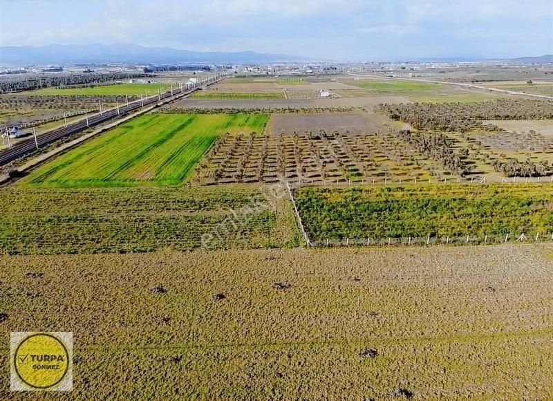 Turpa Sönmezden Tekelide Satılık Müstakil Tapulu Zeytinli Tarla - Görsel 4