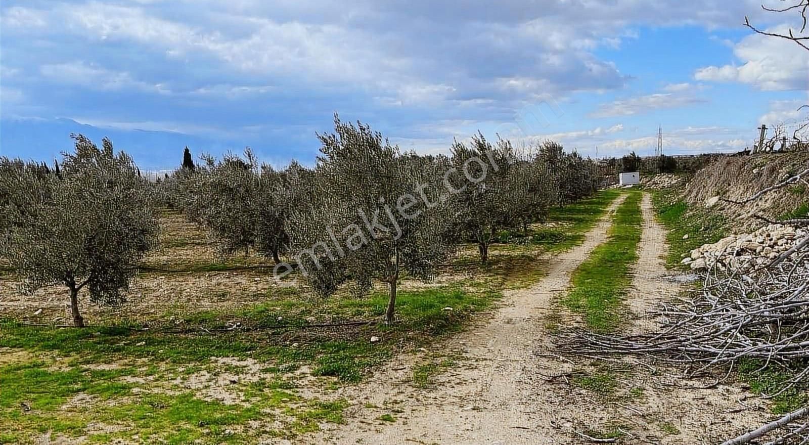 Alaşehir Toygar Satılık Bağ & Bahçe Buğra Emlaktan Satılık Zeytinlik