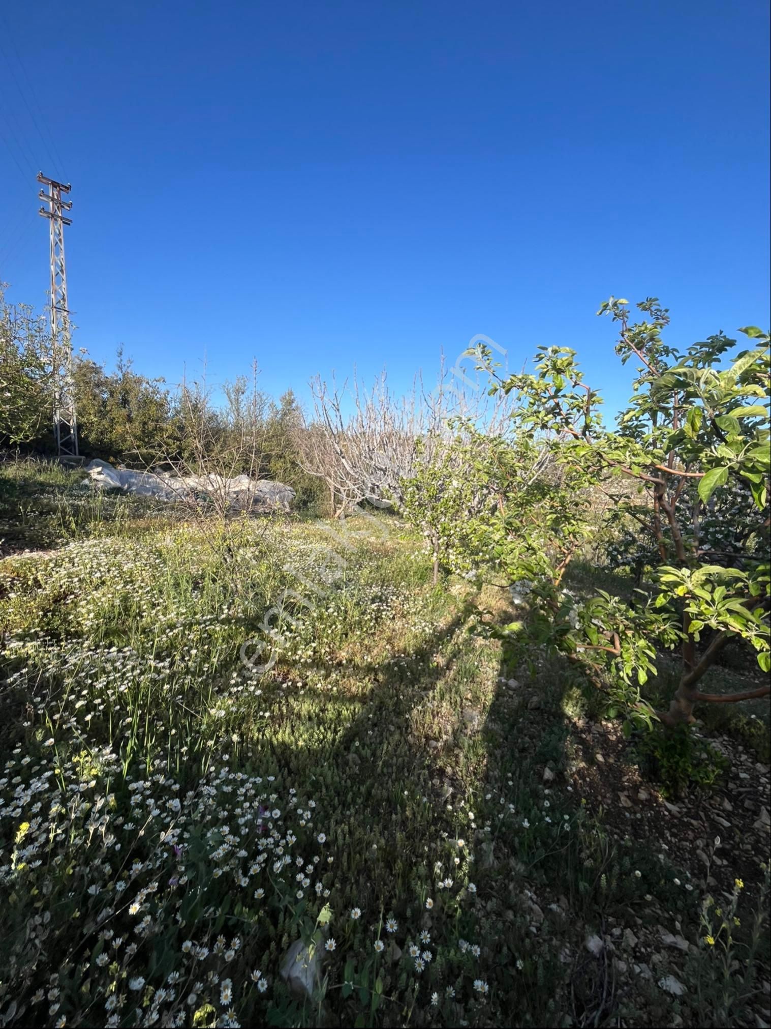 Türe Gayrimenkulden Silifke Çaltıbazkır Yeni Çıktıda Satılık Bahçe - Görsel 8