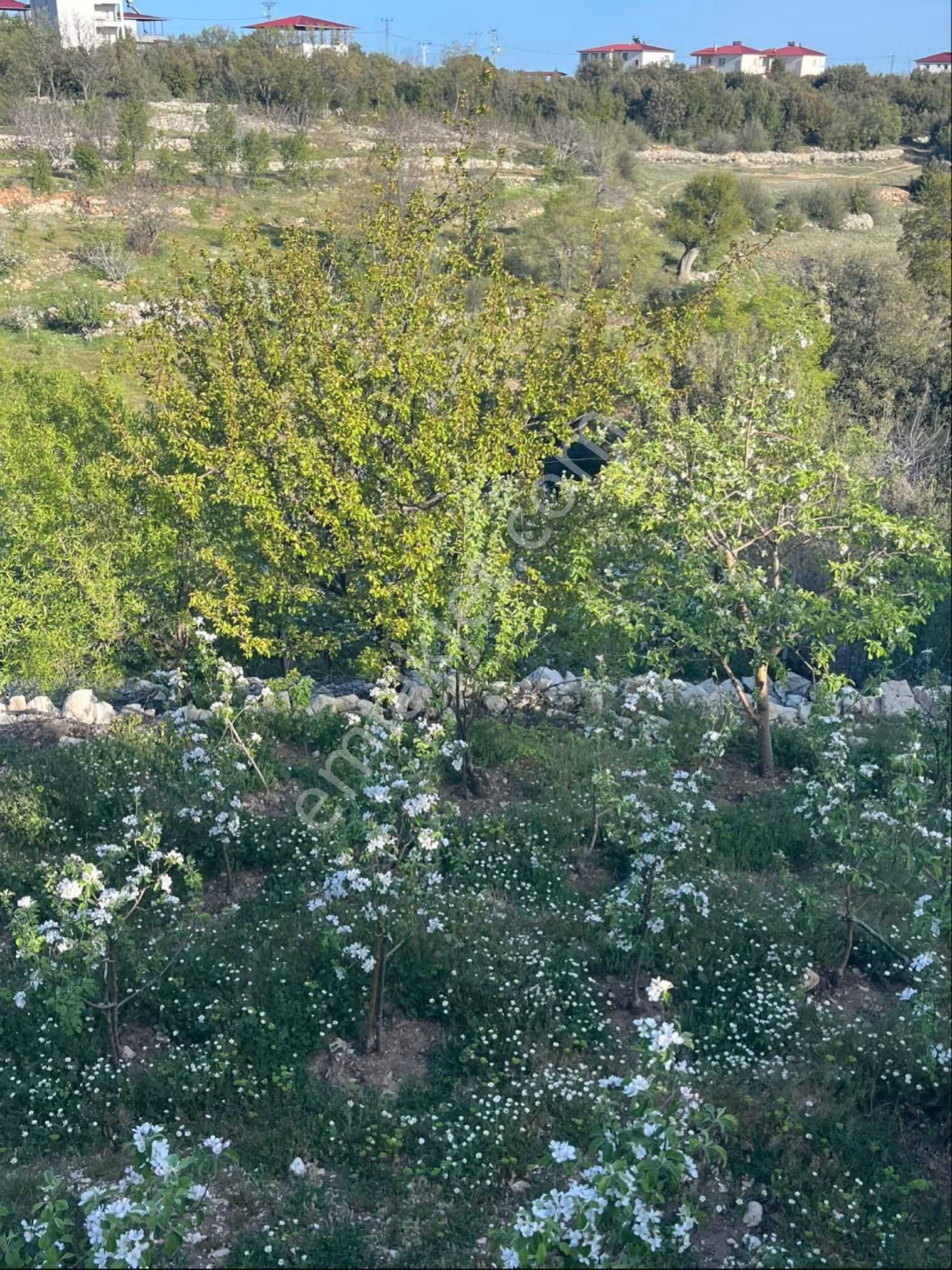 Türe Gayrimenkulden Silifke Çaltıbazkır Yeni Çıktıda Satılık Bahçe - Görsel 5