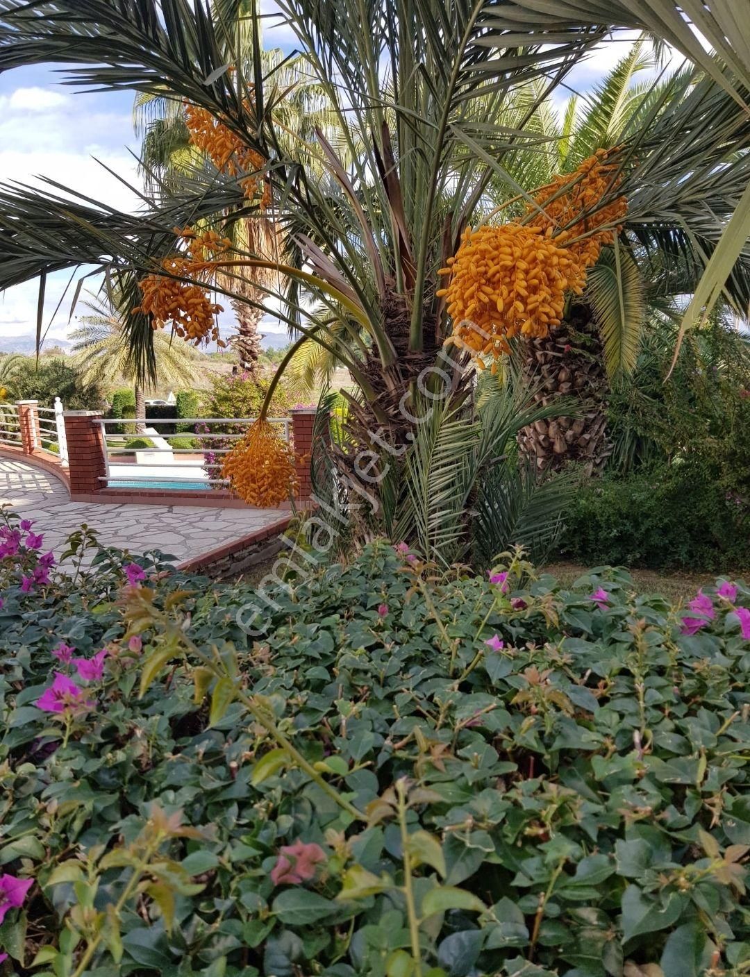 Side Hill 2 Sitesinde Arakat 2+1 Eşyalı Daire - Görsel 2