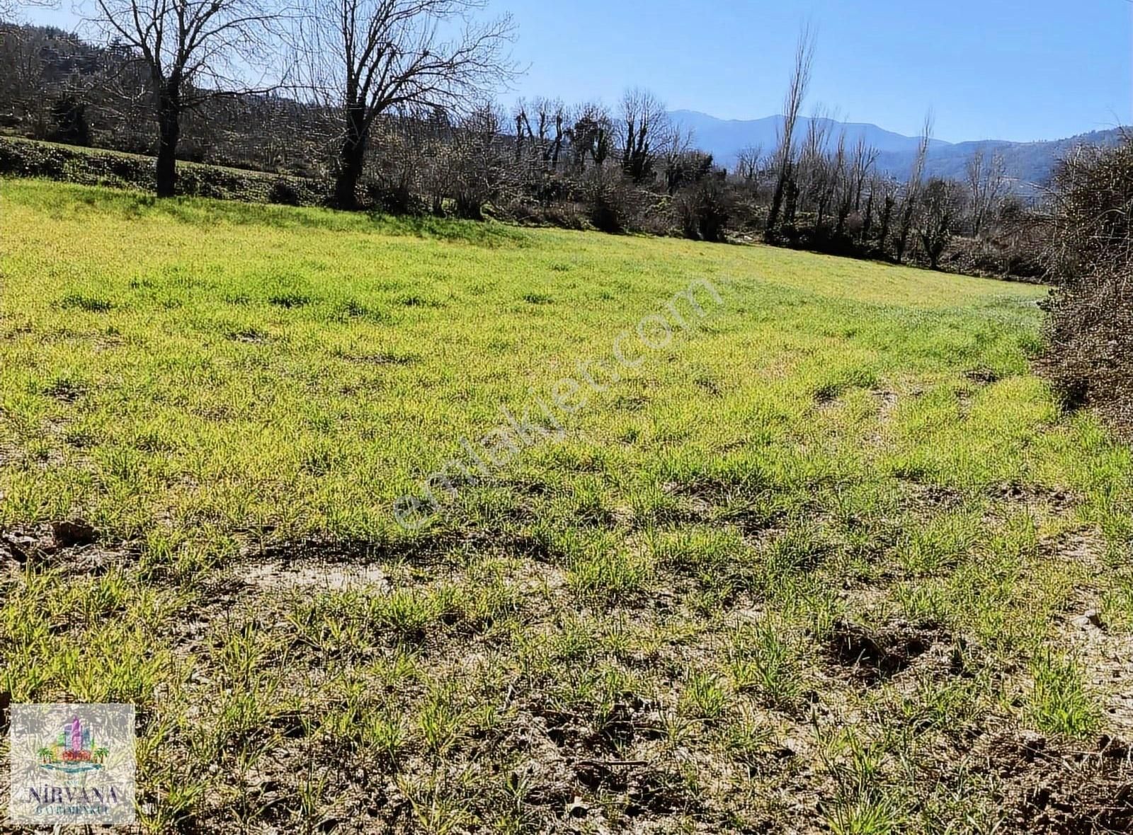 Karacasu Yenicede Sulu Verimli Bahçe 2442 M2 - Görsel 7