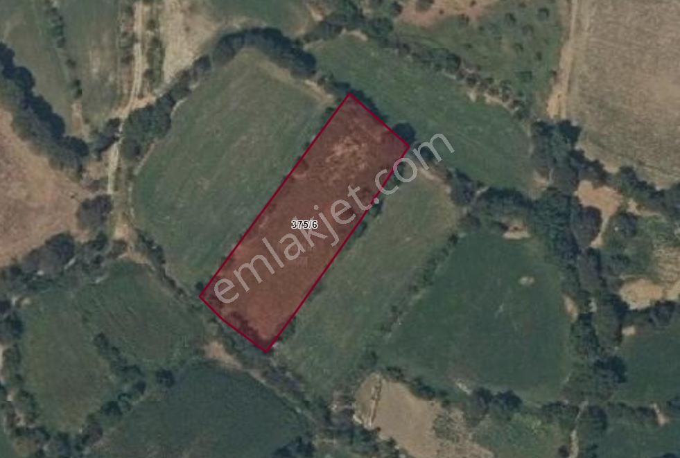 Karacasu Yenicede Sulu Verimli Bahçe 2442 M2 - Görsel 4