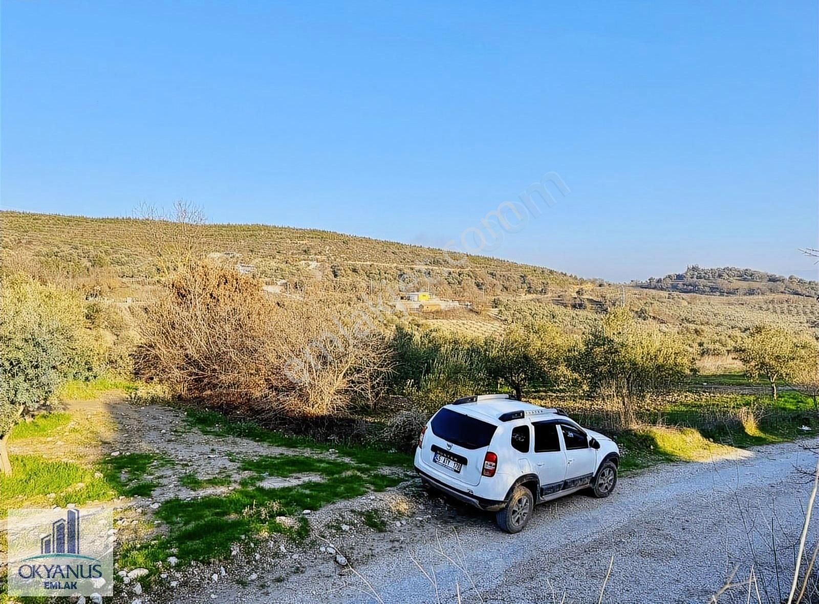 Manisa Şehzadeler Satılık Zeytinlik Belenyenice De 1.910 M2 Zeytinlik , Asfalta Sıfır , Köye 200 Mt