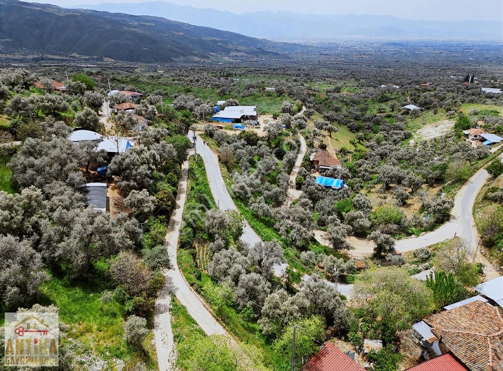 Antika Gayrimenkul'den Üç Konak Mah. Satılık Zeytin Bahçesi - Görsel 2