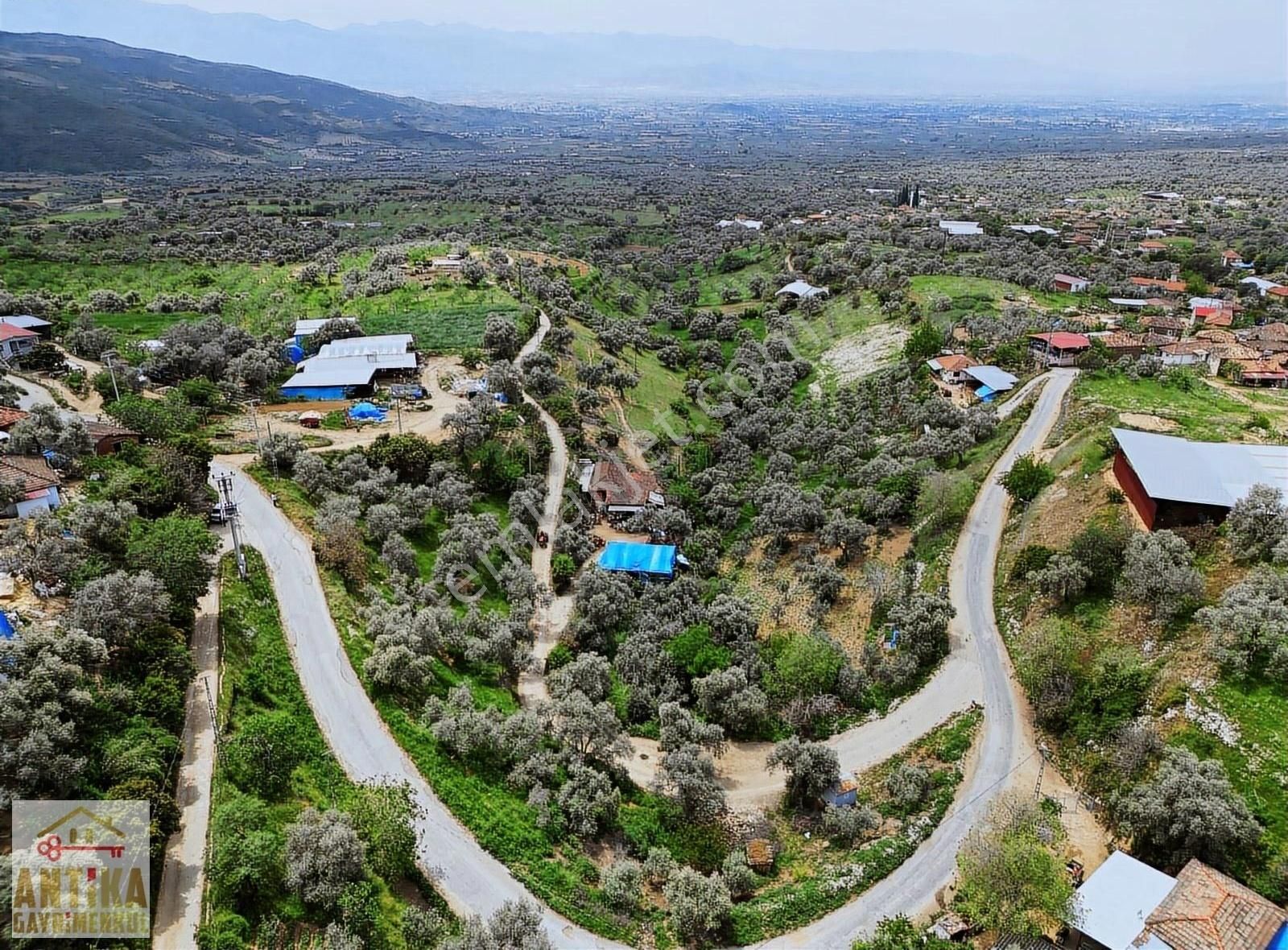 İzmir Ödemiş Satılık Zeytinlik Antika Gayrimenkul'den Üç Konak Mah. Satılık Zeytin Bahçesi