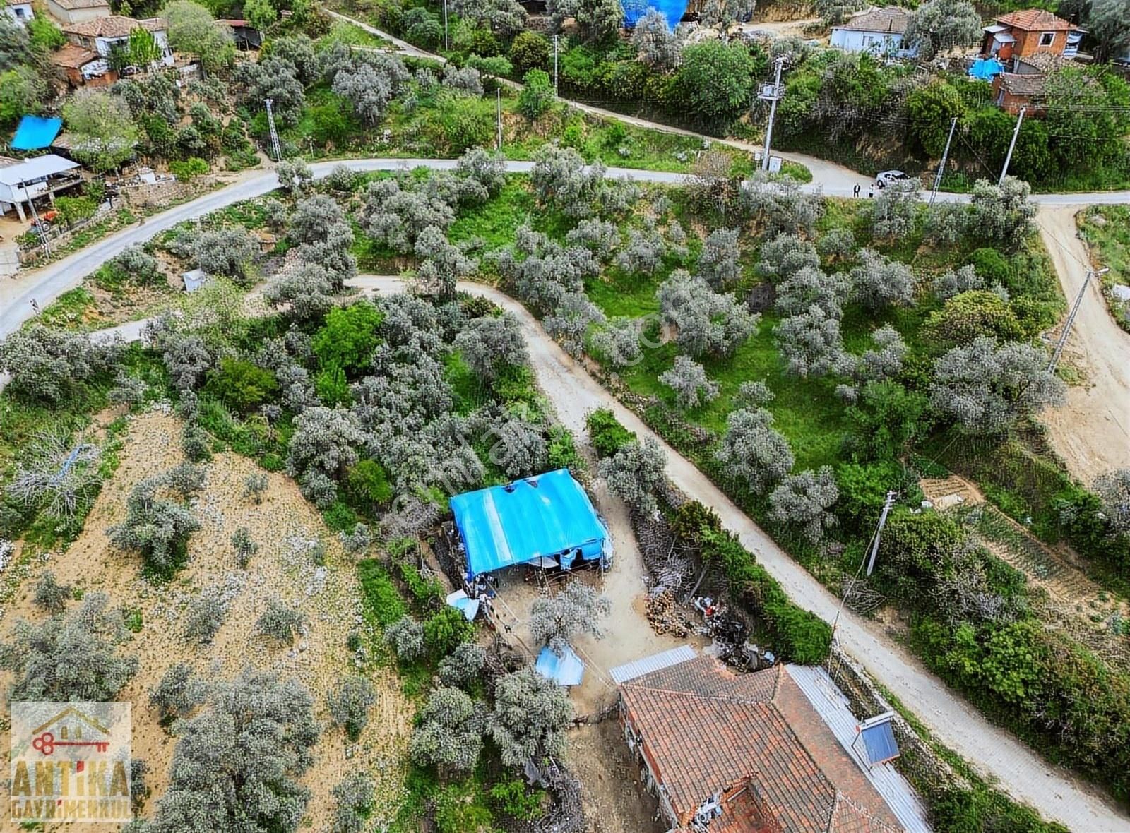 Antika Gayrimenkul'den Üç Konak Mah. Satılık Zeytin Bahçesi - Görsel 5