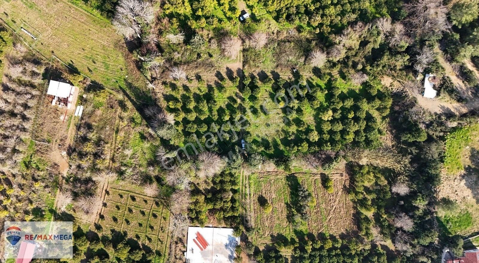 Konyaaltı Aşağıkaraman Satılık Bağ & Bahçe Konyaaltı Aşağı Karaman'da Satılık Portakal Bahçesi