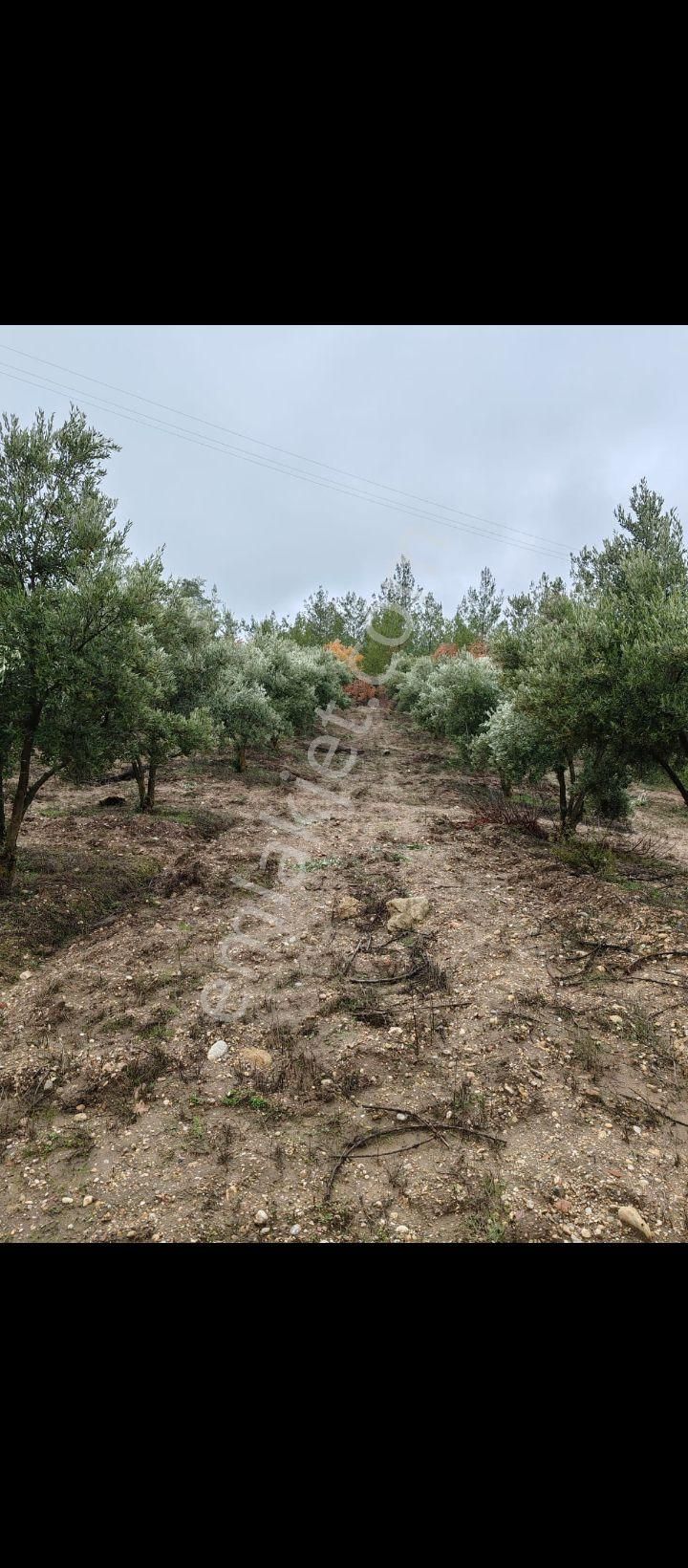 Denizli Kale Satılık Zeytinlik Zeytin Tarlası