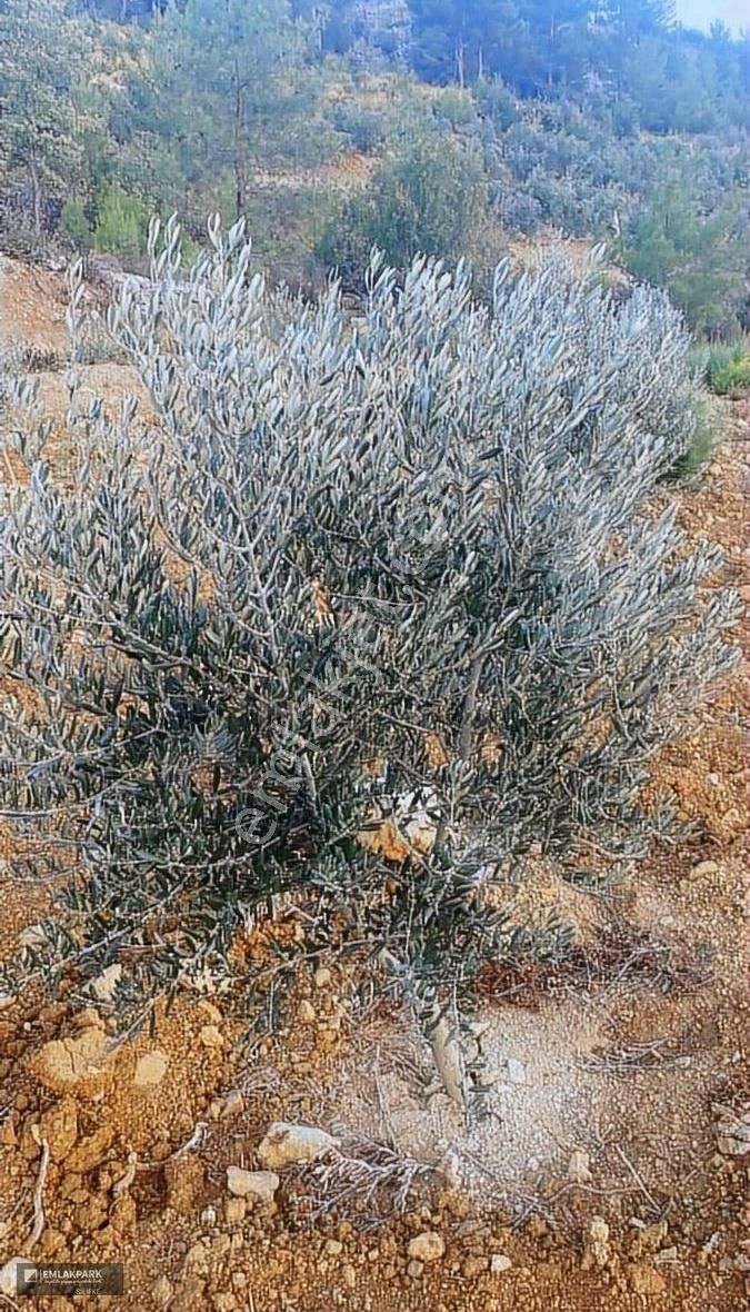 Silifke İmamuşağı Satılık Tarla Emlakparkdan Silifke İmamuşağında Satılık Zeytin Bahçesi