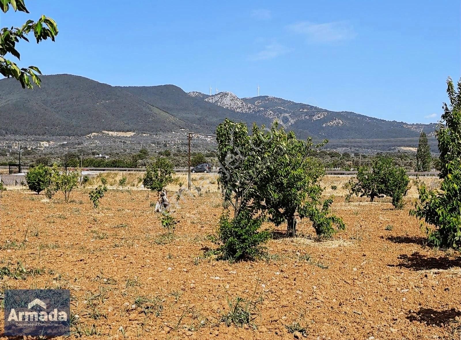 İzmir Torbalı Satılık Zeytinlik Torbalı Dağkızılca Mah. Kemalpaşa Yolu Üzerinde Satılık Tarla