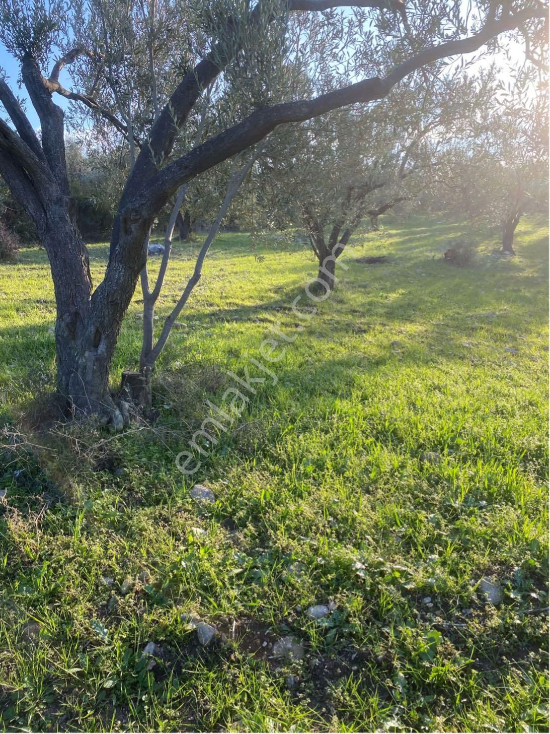 Soma Avdan Satılık Tarla Manisa Soma Avdan Mevkiii Satılık 2,400 M2 Mustakil Tapulu Tarla