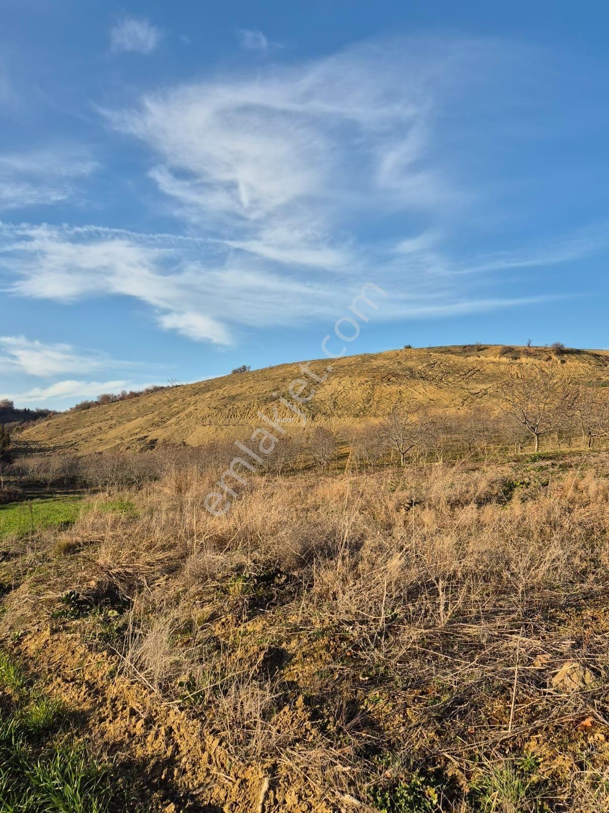 Süleymanpaşa Çanakçı Satılık Muhtelif Arsa Tekirdağ Süleymanpaşa Canakçı 51400 M2 Satılık Cevizlik