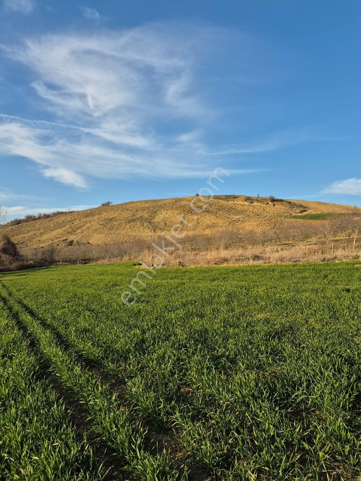 Tekirdağ Süleymanpaşa Canakçı 51400 M2 Satılık Cevizlik - Görsel 5