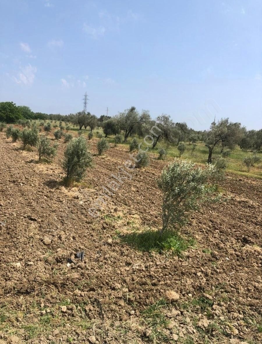 Bakırda 13.883 M2 Satılık Zeytinli Bahçe - Görsel 15