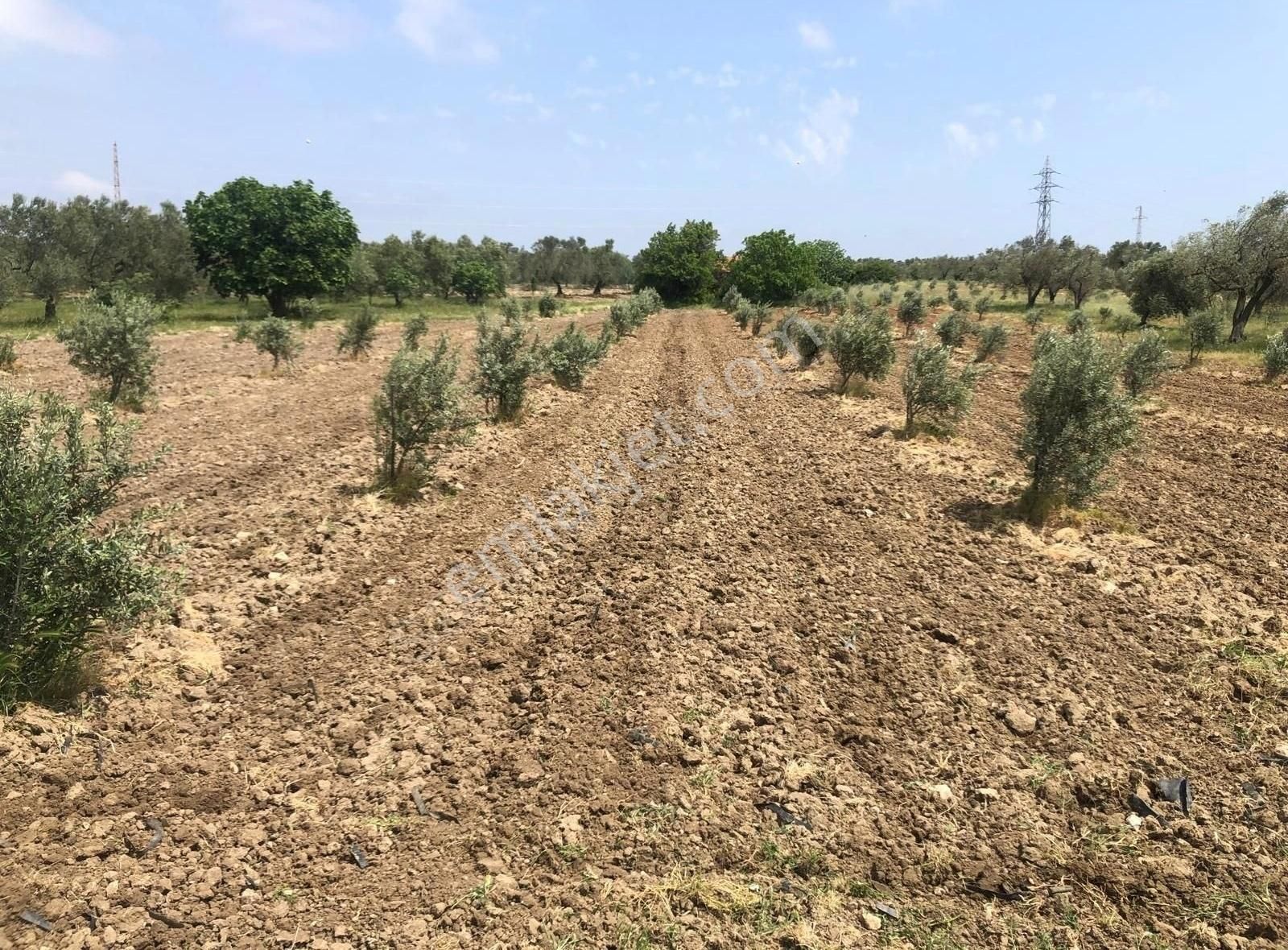 Bakırda 13.883 M2 Satılık Zeytinli Bahçe - Görsel 7