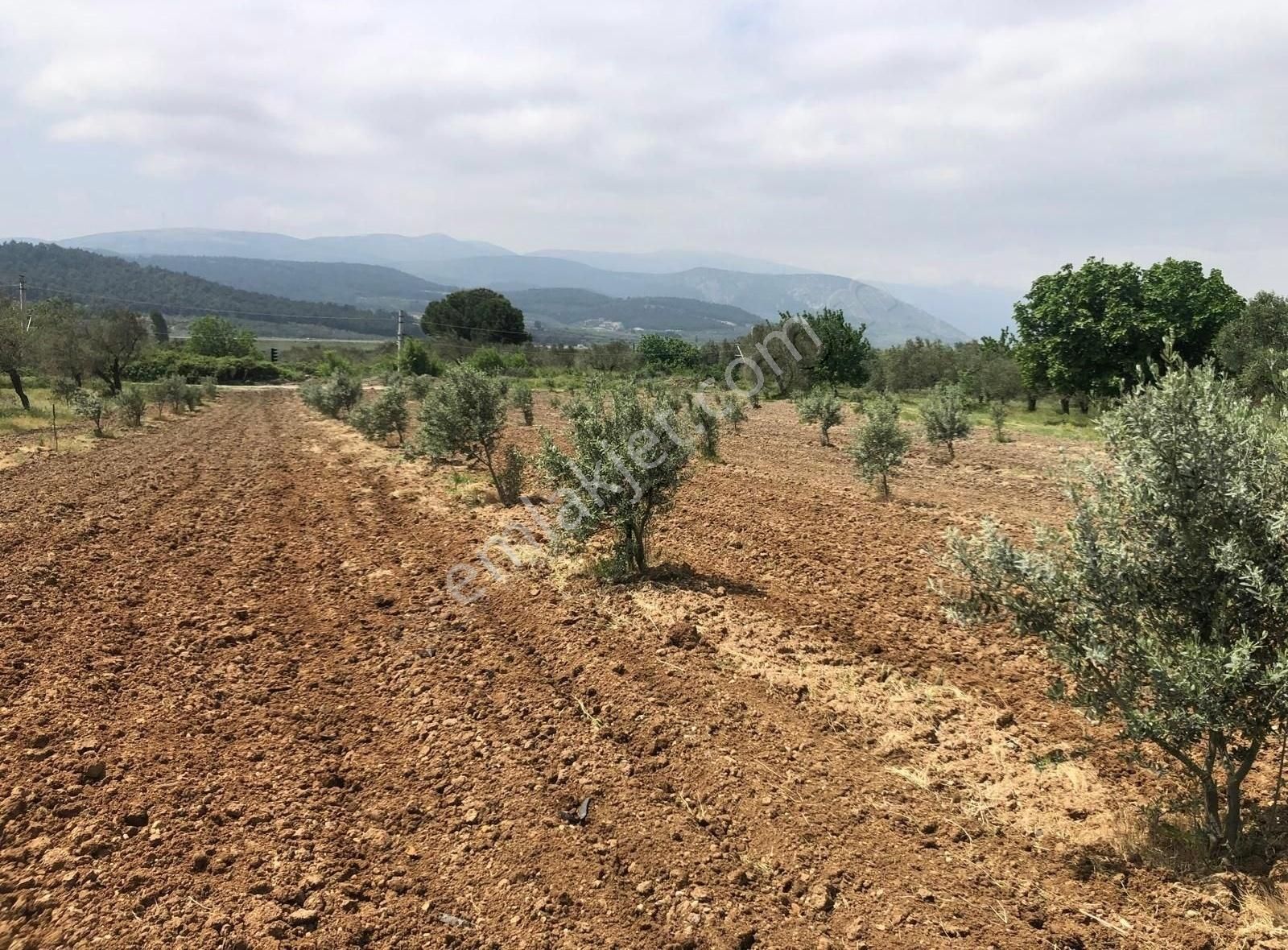 Bakırda 13.883 M2 Satılık Zeytinli Bahçe - Görsel 4