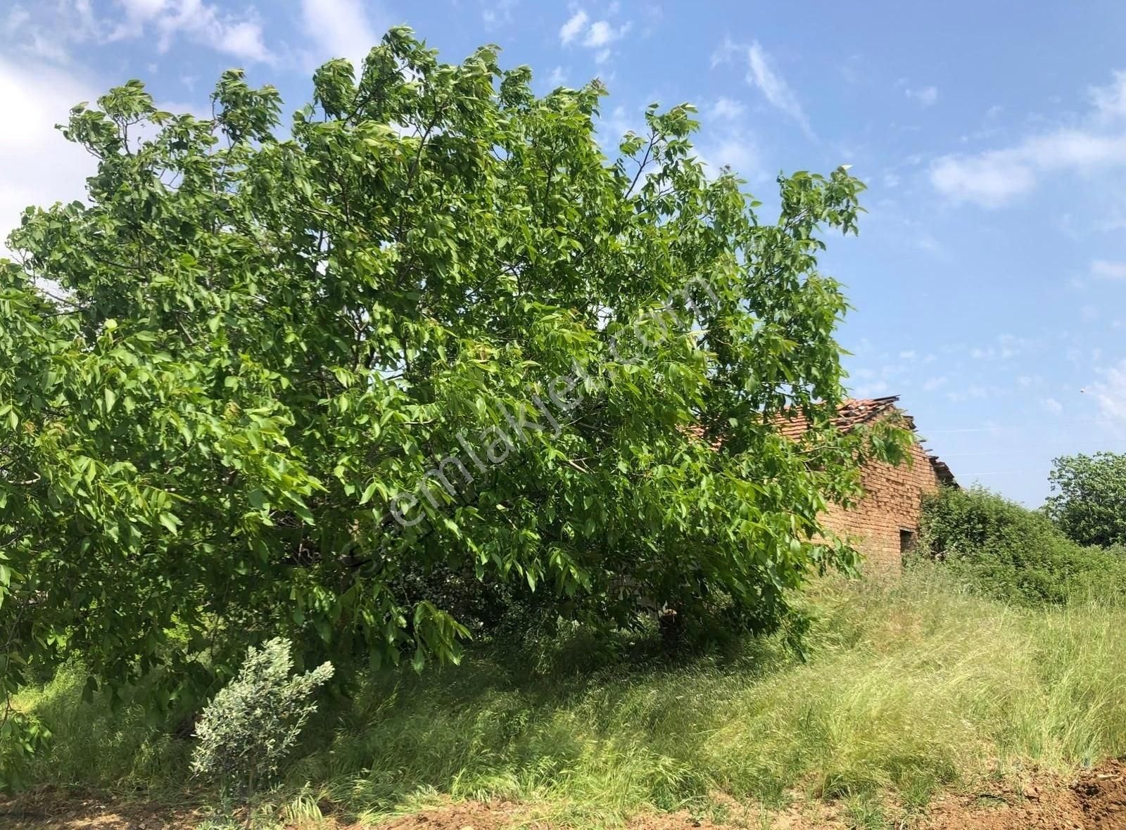 Bakırda 13.883 M2 Satılık Zeytinli Bahçe - Görsel 11