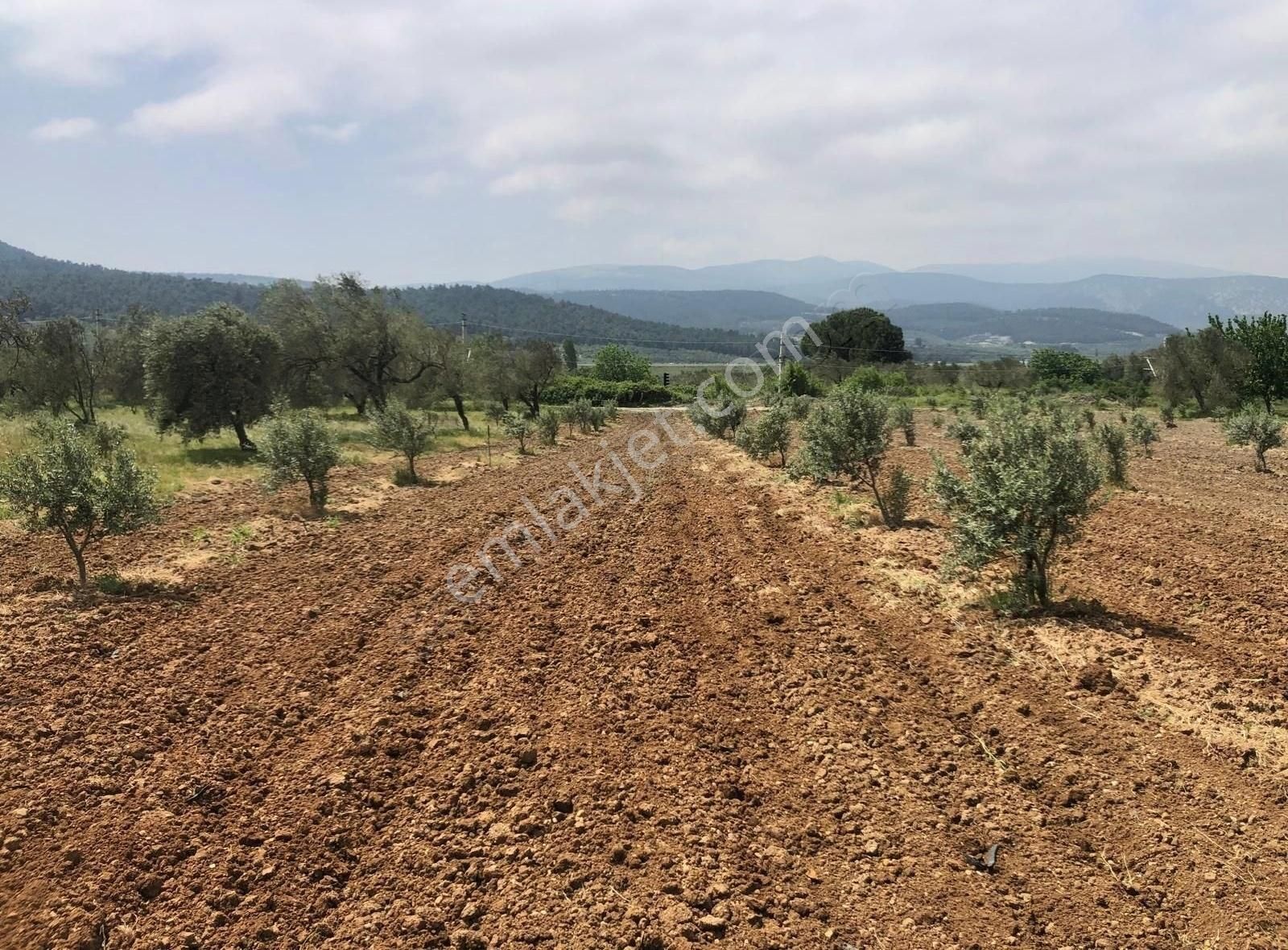 Bakırda 13.883 M2 Satılık Zeytinli Bahçe - Görsel 8